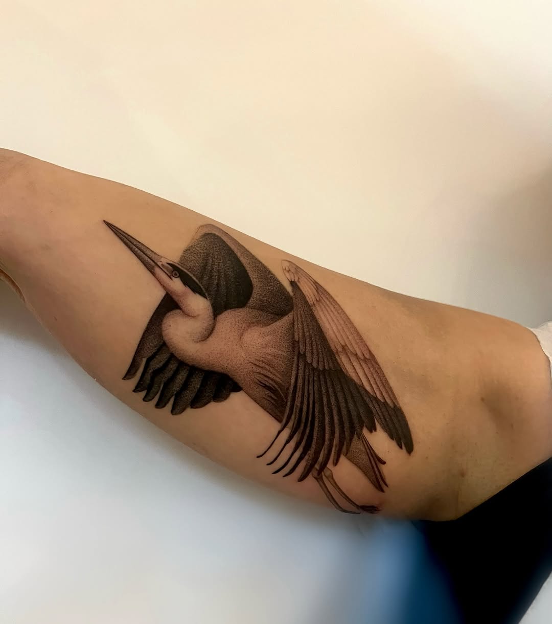 Heron in flight fine line tattoo on the forearm by 𝑱𝒖𝒍𝒊𝒂𝒏𝒏𝒂 𝑴𝒆𝒏𝒏𝒂✥𝑷𝒉𝒊𝒍𝒂𝒅𝒆𝒍𝒑𝒉𝒊𝒂✥𝑩𝒍𝒂𝒄𝒌 𝒂𝒏𝒅 𝑮𝒓𝒂𝒚