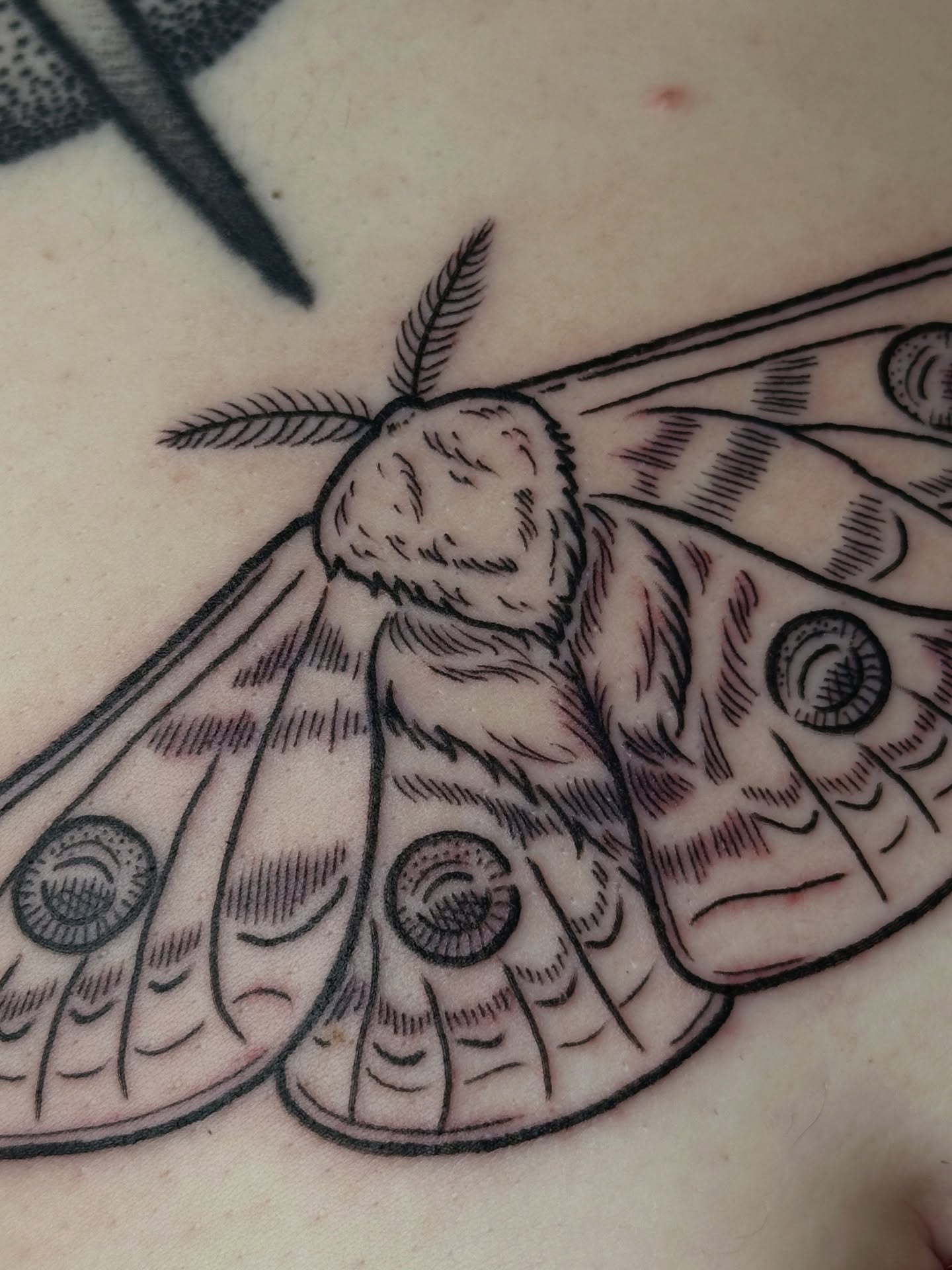 Moth black and grey tattoo on the torso by Summer Shield