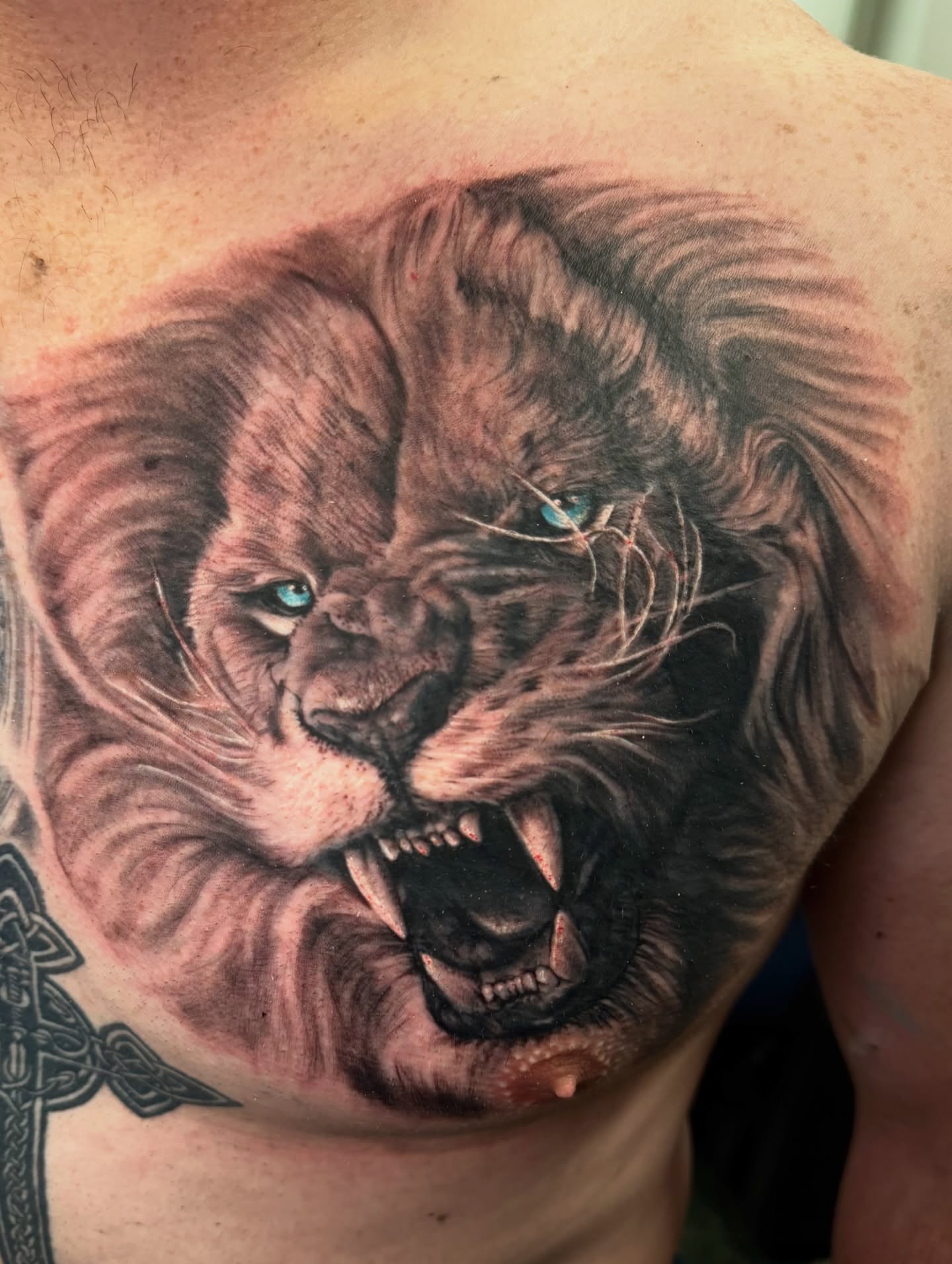 Lion realism tattoo on the chest by Benzo