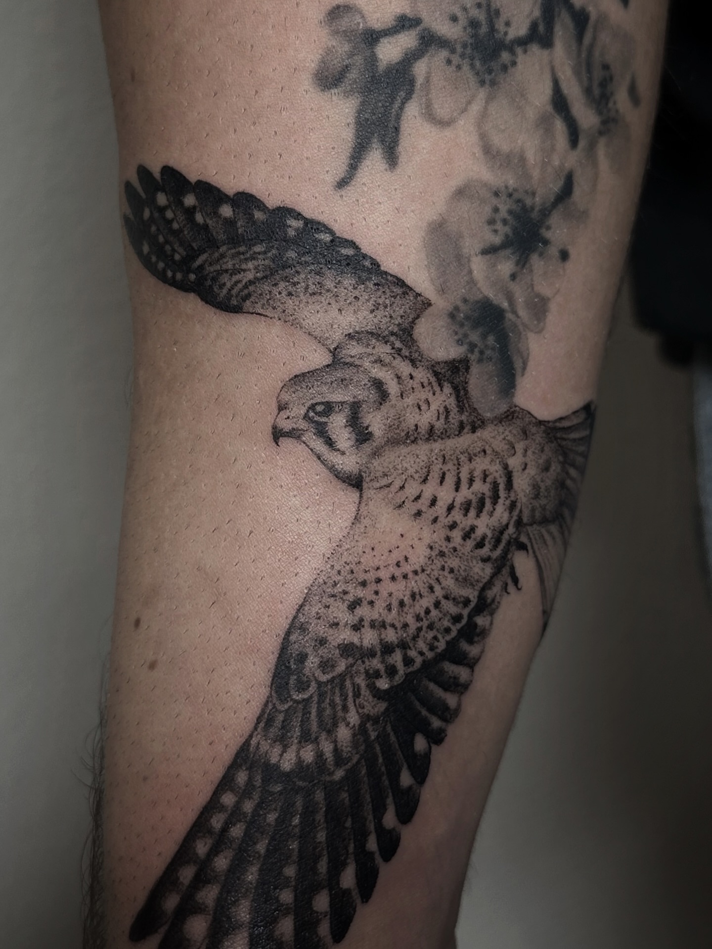 Falcon dotwork tattoo on the forearm by Micky, Austin, Texas