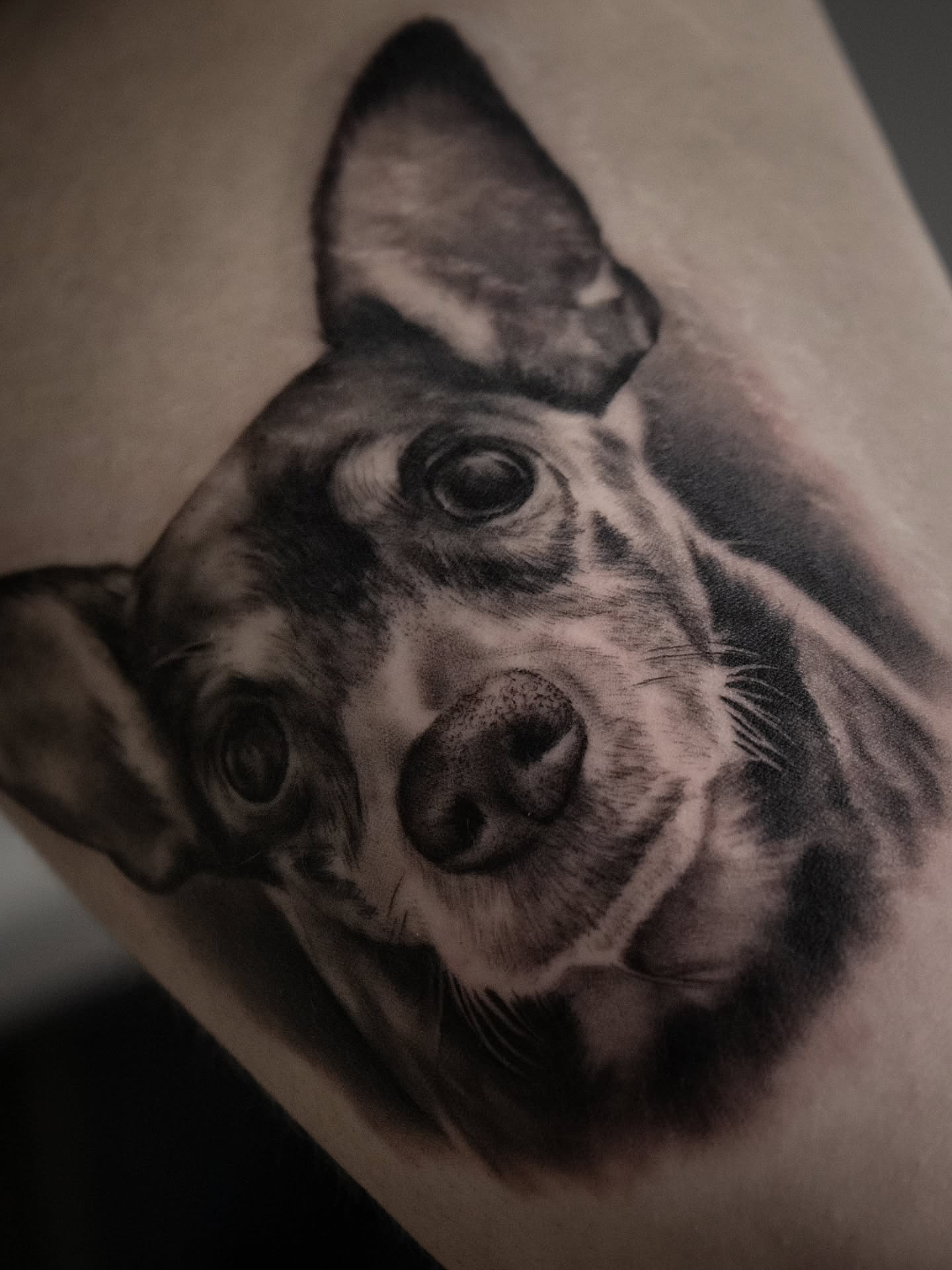 Dog realism tattoo on the forearm by Erik Bonilla