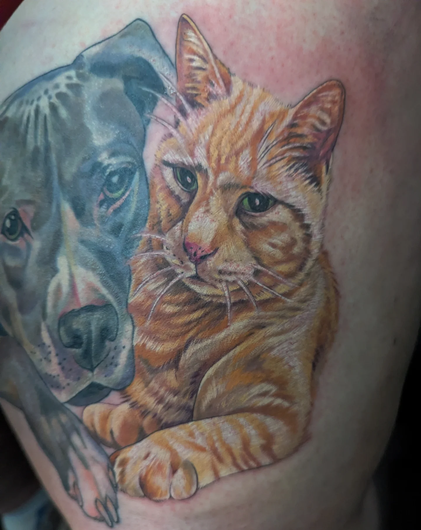 Dog and cat realism tattoo on the thigh by Devon Greig