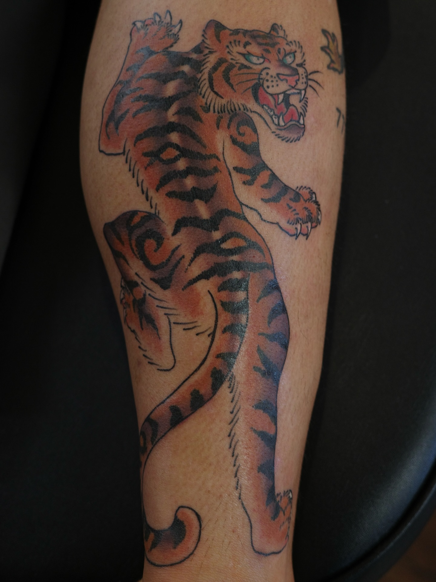 Tiger American traditional tattoo on the forearm by Sequoia Rose, Portland, Oregon