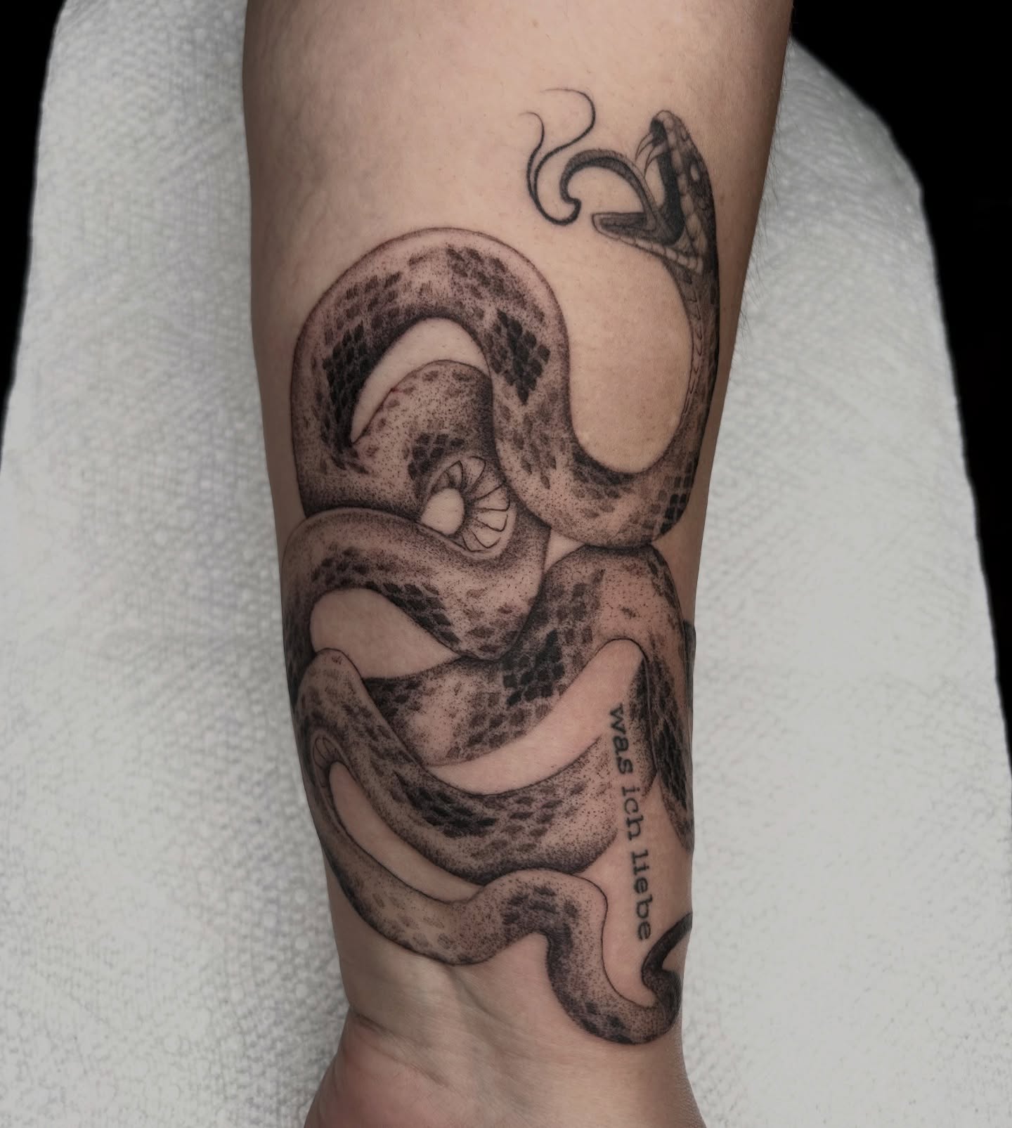 Snake dotwork tattoo on the forearm by 𝕤𝕒𝕧𝕒𝕟𝕟𝕒