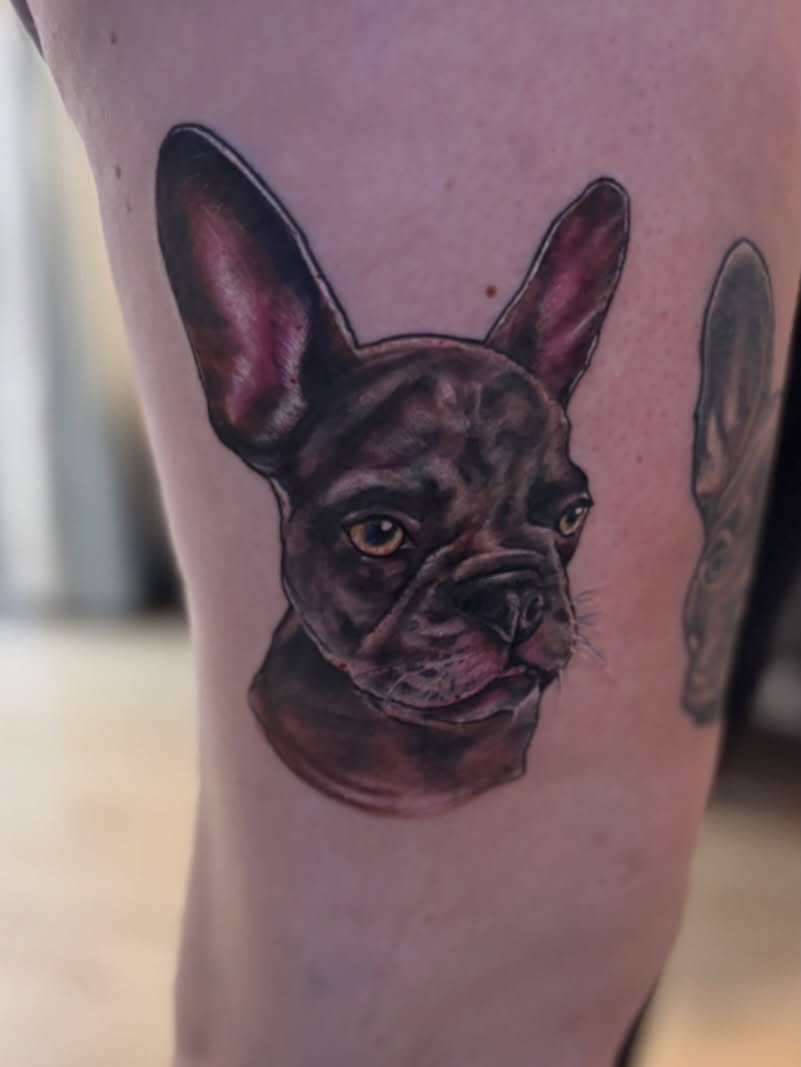 French bulldog realism tattoo on the forearm by Ruth Ormsby-Ashworth