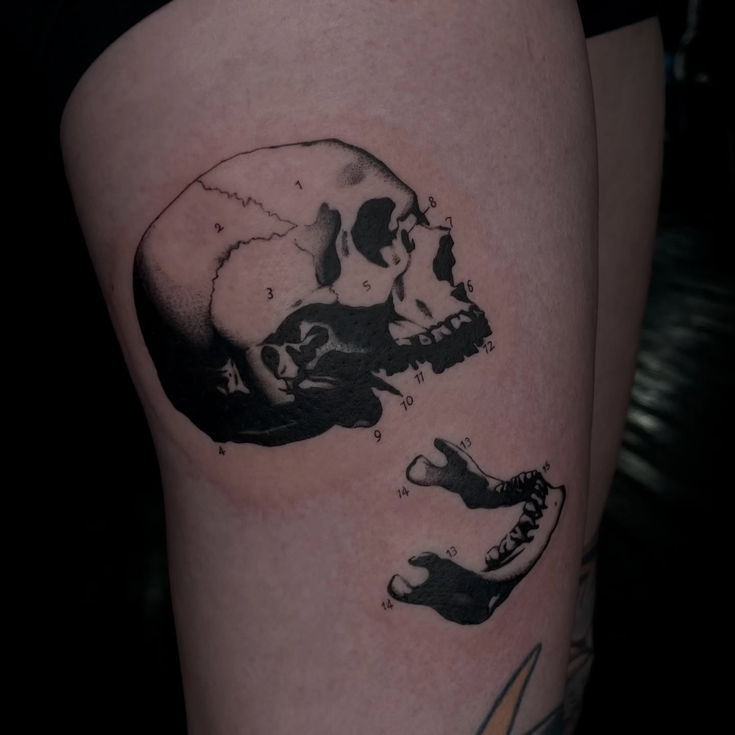 Skull dotwork tattoo on the thigh by ✩gracie ⋆｡°✩