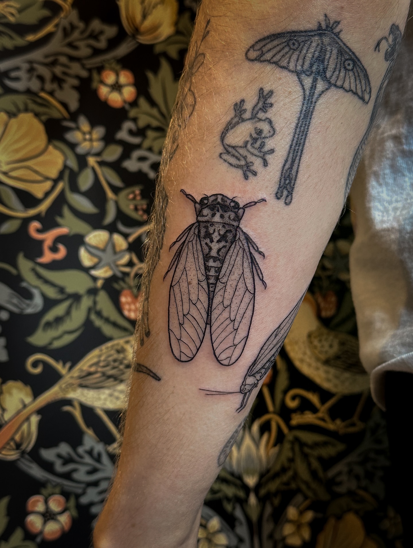 Cicada black and grey tattoo on the forearm by 𝑰𝒍𝒍𝒖𝒔𝒕𝒓𝒂𝒕𝒊𝒗𝒆 𝑵𝒂𝒕𝒖𝒓𝒆 𝑻𝒂𝒕𝒕𝒐𝒐 𝑨𝒓𝒕𝒊𝒔𝒕
