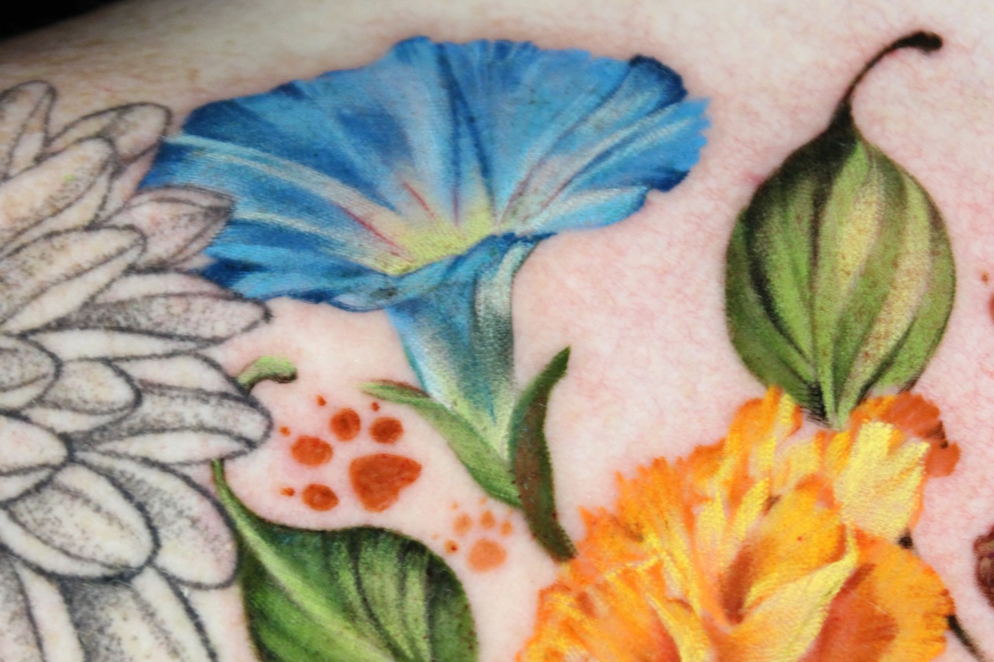 Morning glory and chrysanthemum watercolor tattoo by Eva Williams