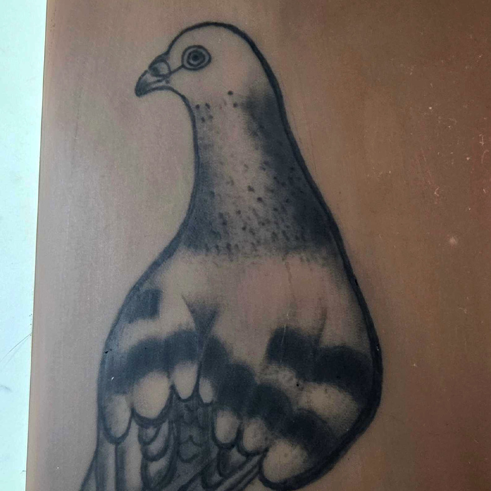 Pigeon tattoo on the forearm by π«