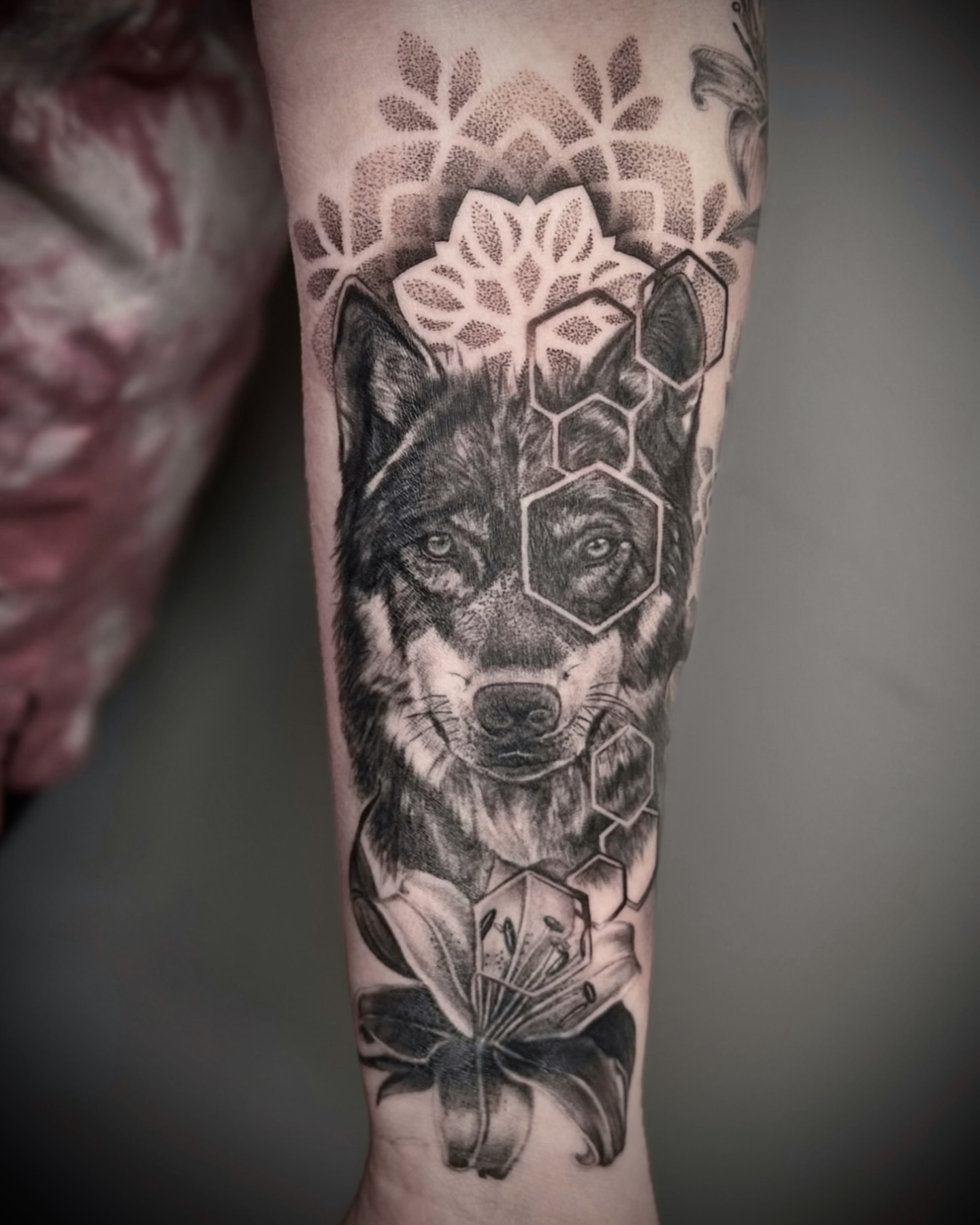 Wolf realism tattoo on the forearm by Tattoos by Katherina, Willoughby, Ohio