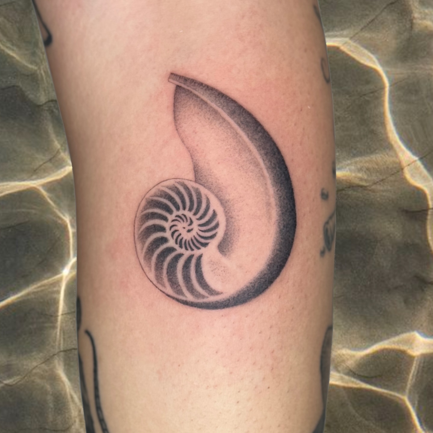 Nautilus shell black and grey tattoo on the forearm by Monica Reynolds