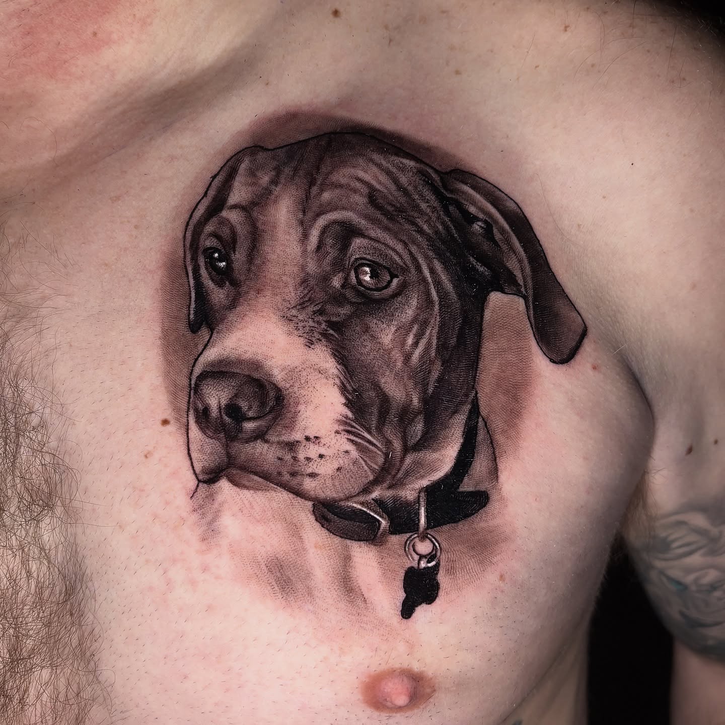 Dog realism tattoo on the chest by Tony Lucero, Wheat Ridge, Colorado