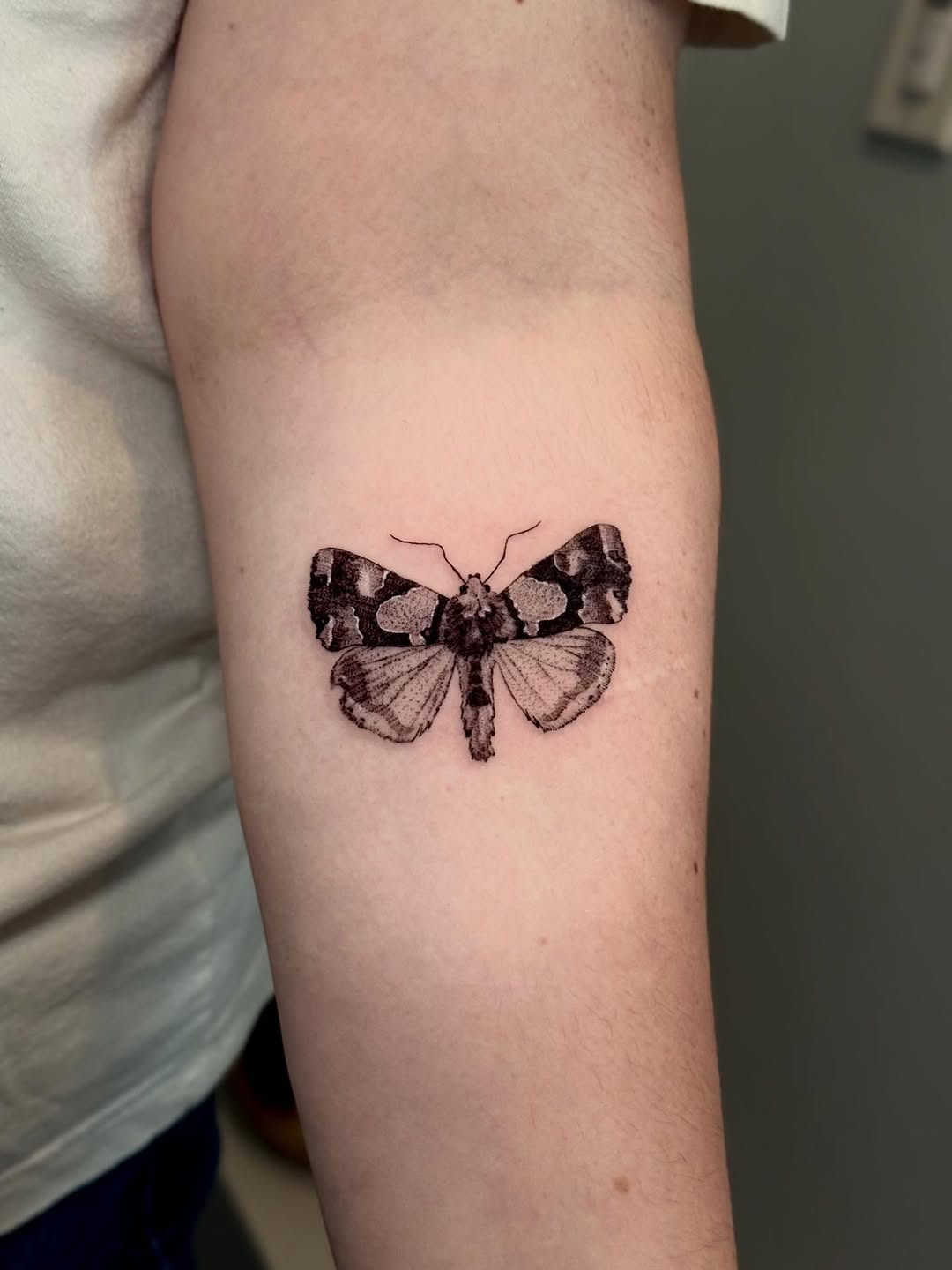 Moth fine line tattoo on the forearm by Ana Blatt