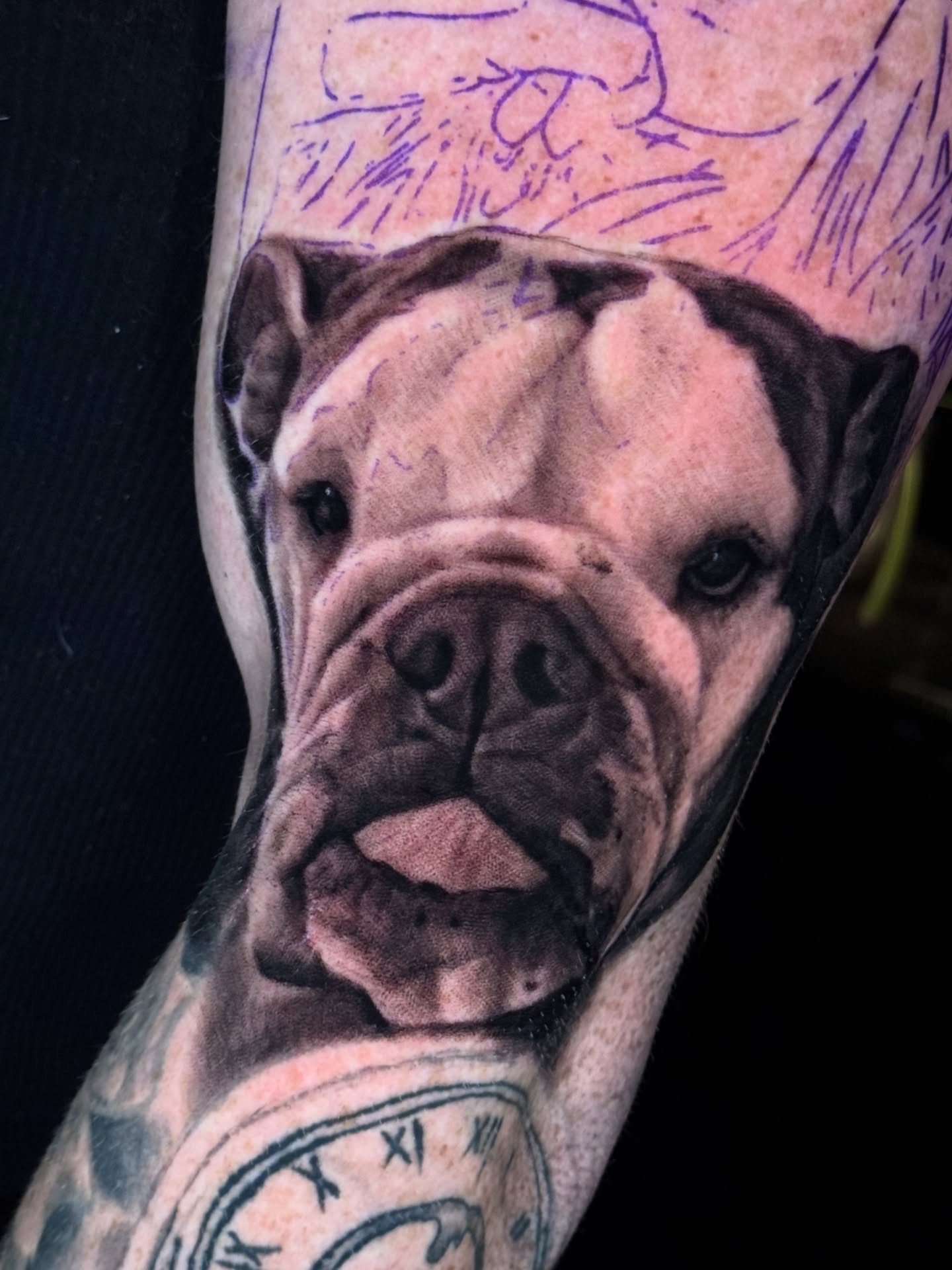 Bulldog realism tattoo on the forearm by Sideshow Danny