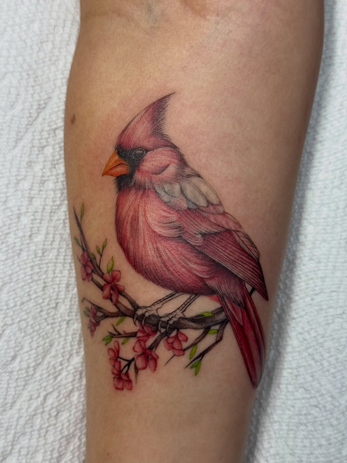 Cardinal bird realism tattoo on the forearm by Mo Dinero🎰