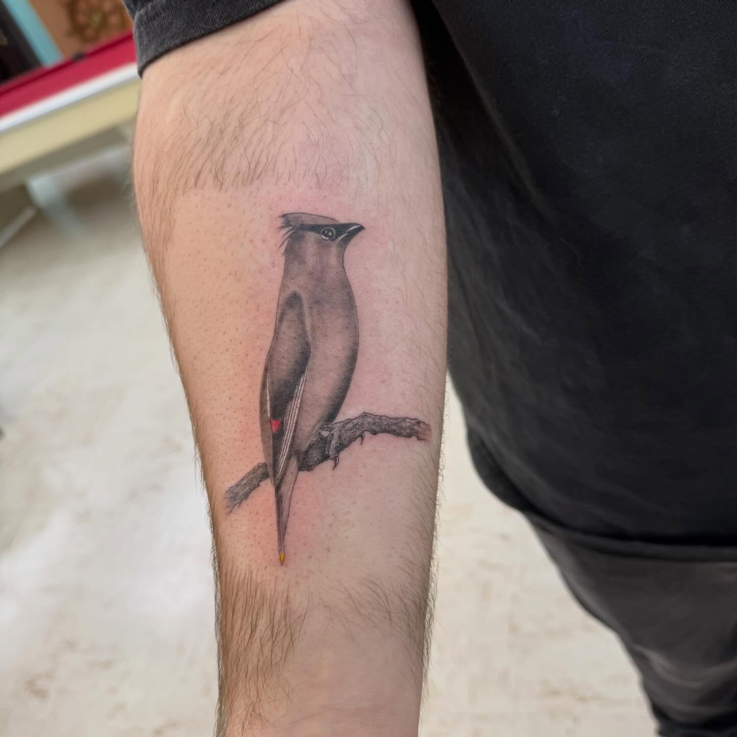 Bird realism tattoo on the forearm by Levi Sawdon, Everett, Washington