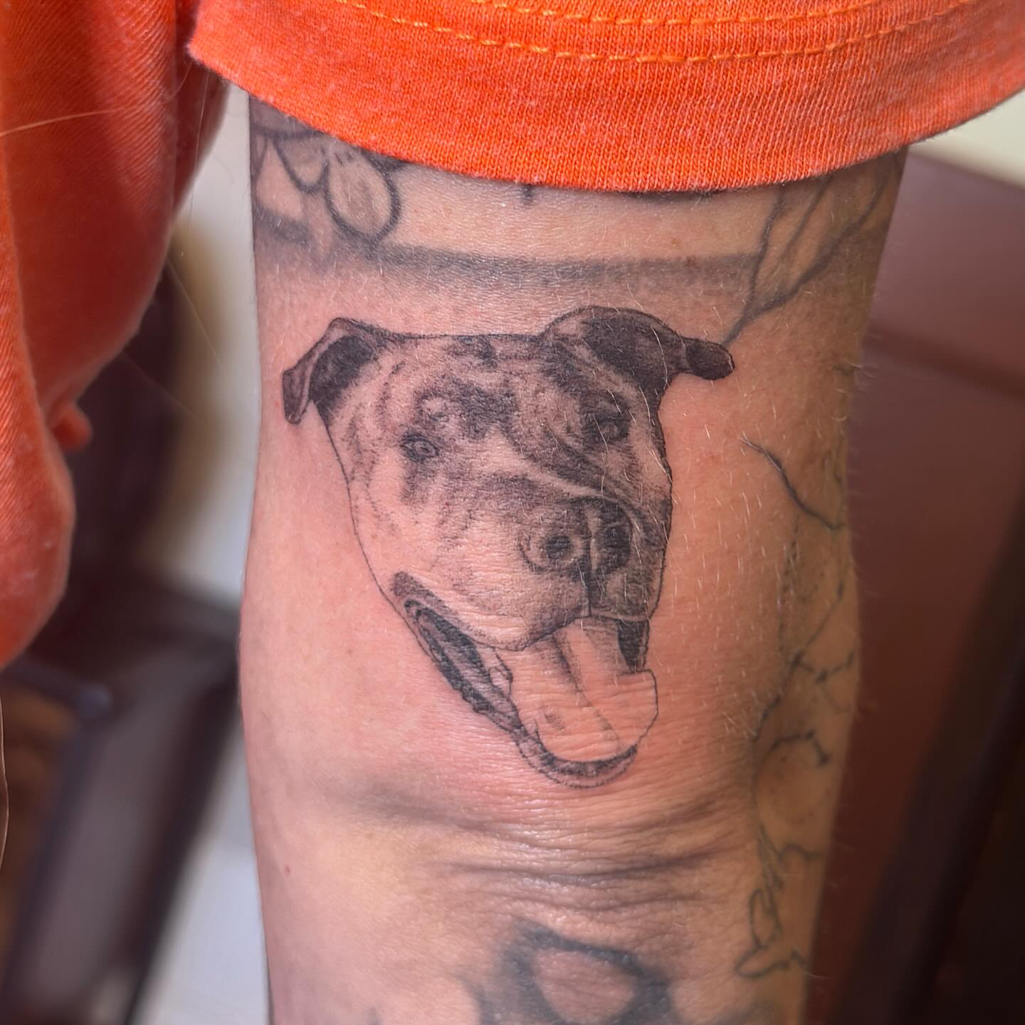 Pit bull realism tattoo on the forearm by Raul Najera Tattoo, Plano, Texas