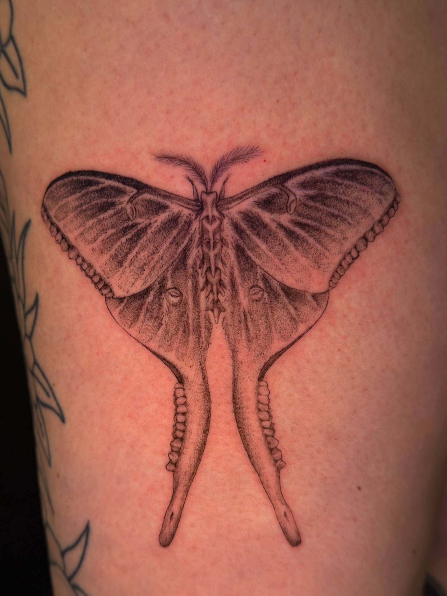 Moth dotwork tattoo on the thigh by Hues 🦤 Clarksville Fine Line and Blackwork