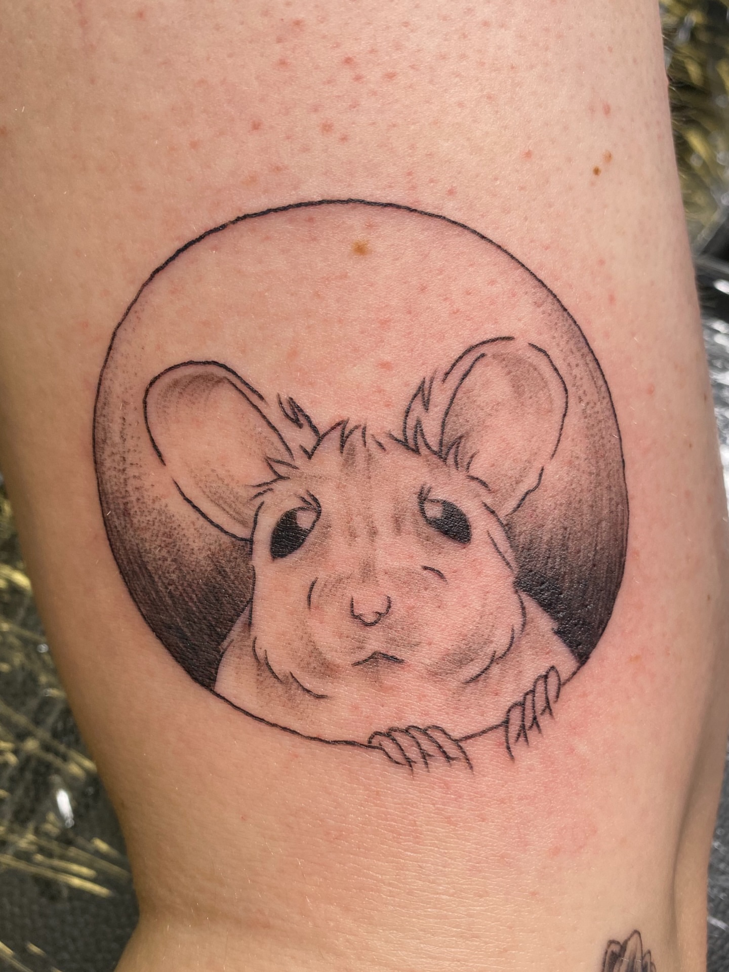 Chinchilla realism tattoo on the forearm by Mack ๐ Utah Tattoos
