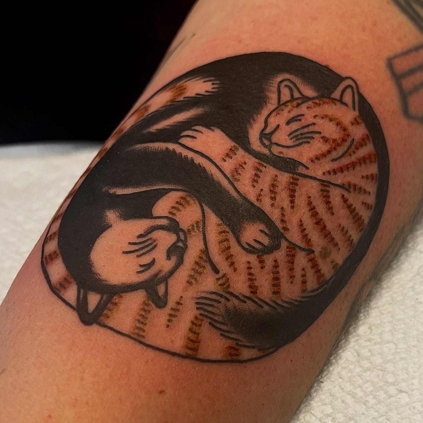 Cat American traditional tattoo on the forearm by @brandonhuckabey, Denver, Colorado
