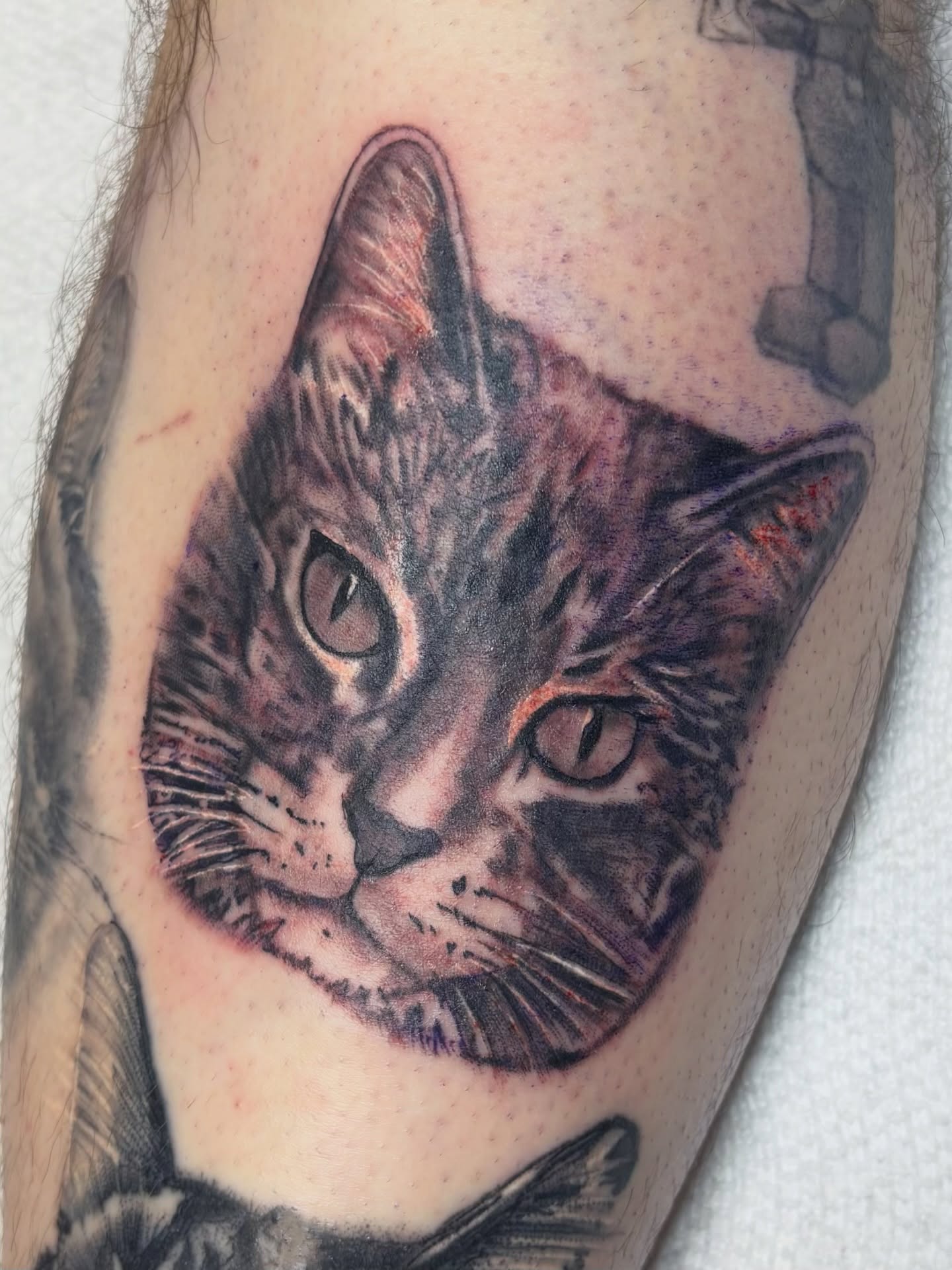 Cat realism tattoo on the forearm by Bridget Smith