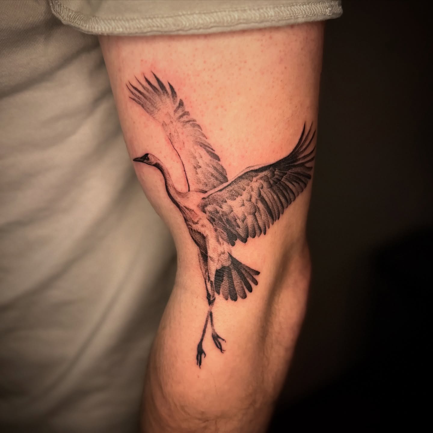 Flying crane dotwork tattoo on the forearm by Jacob Deirfield, Circleville, Ohio