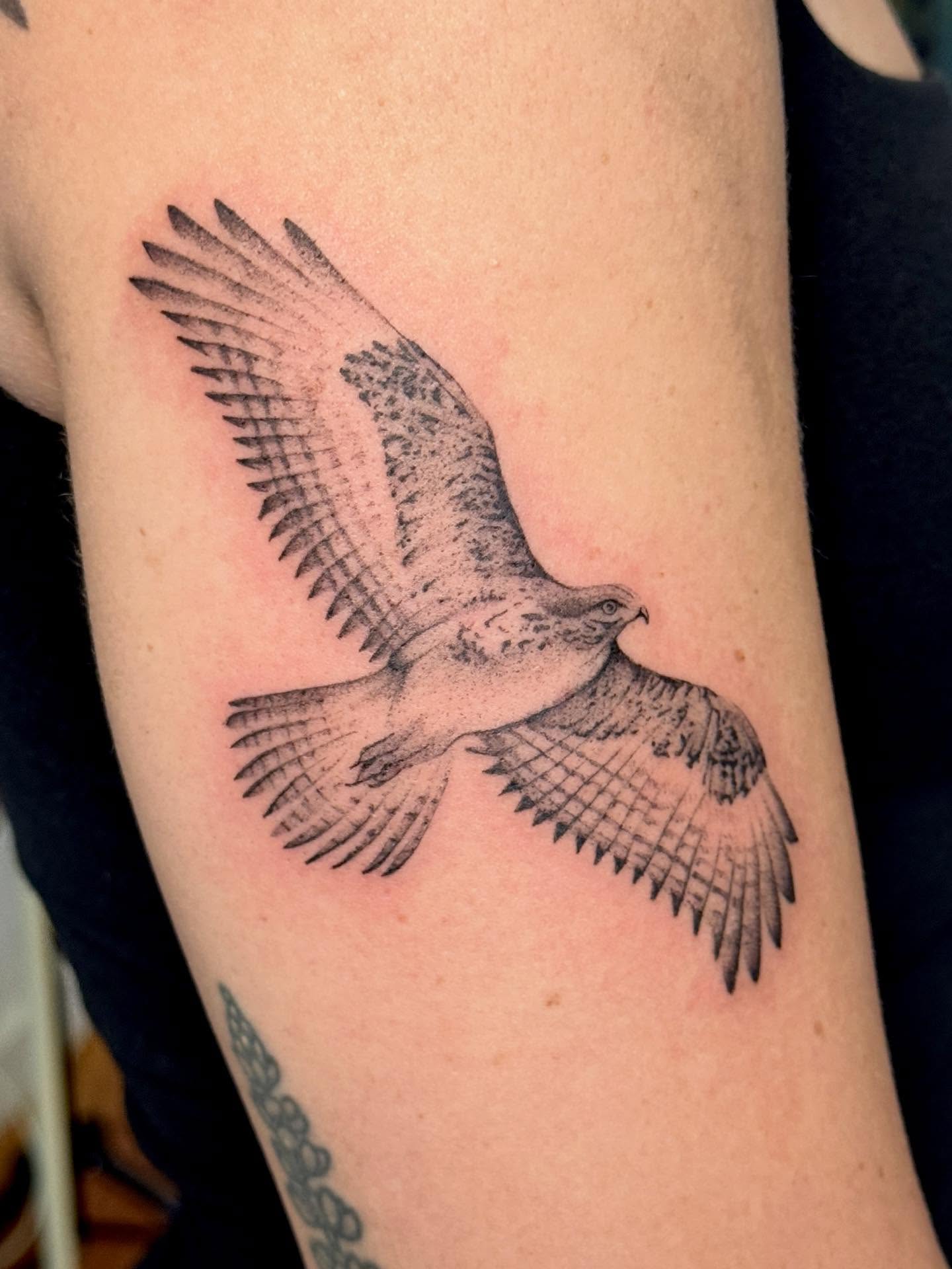 Hawk realism tattoo on the forearm by tattoos by miss jackie o 🎱