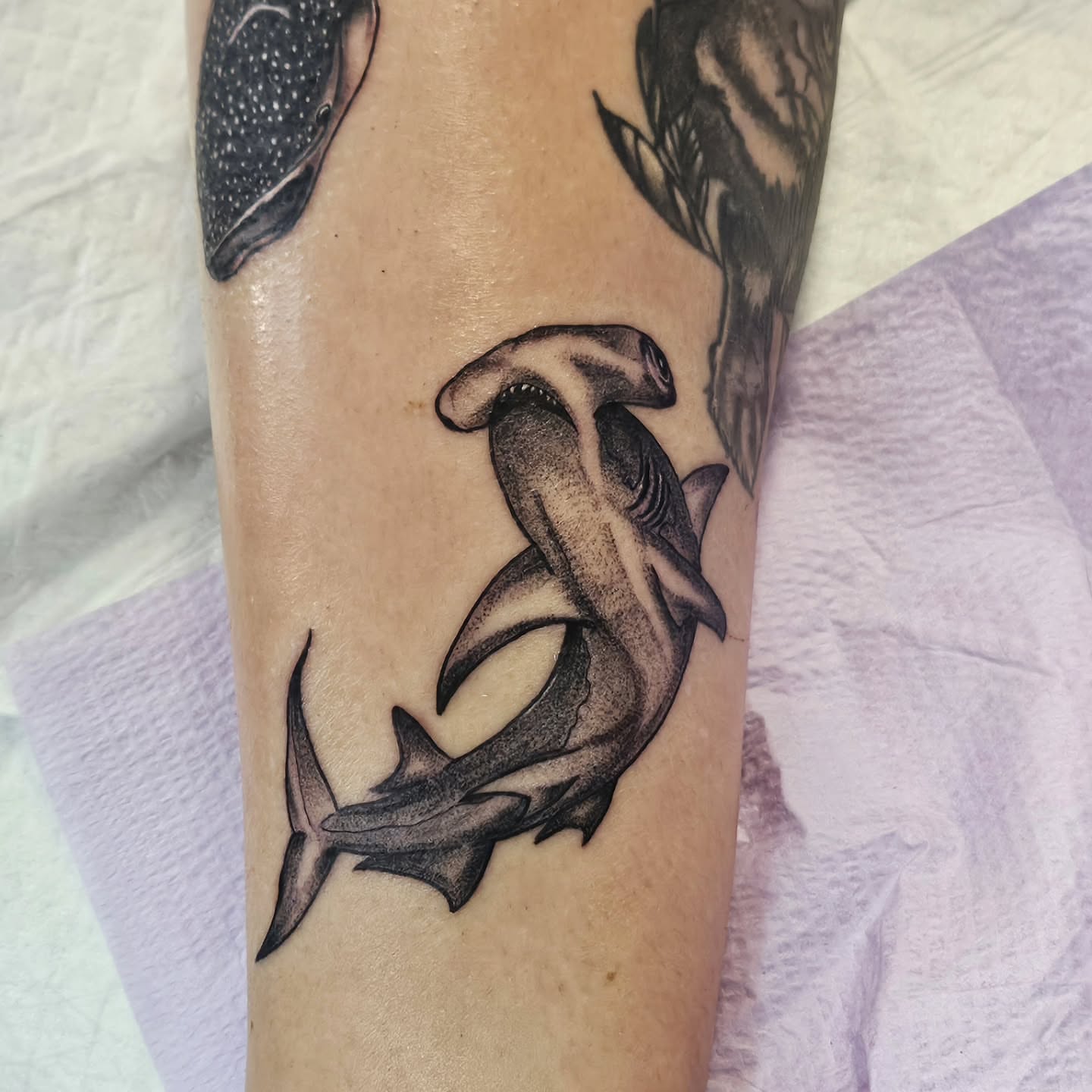 Shark black and grey tattoo on the forearm by Kelsey Moore, Richmond, Virginia