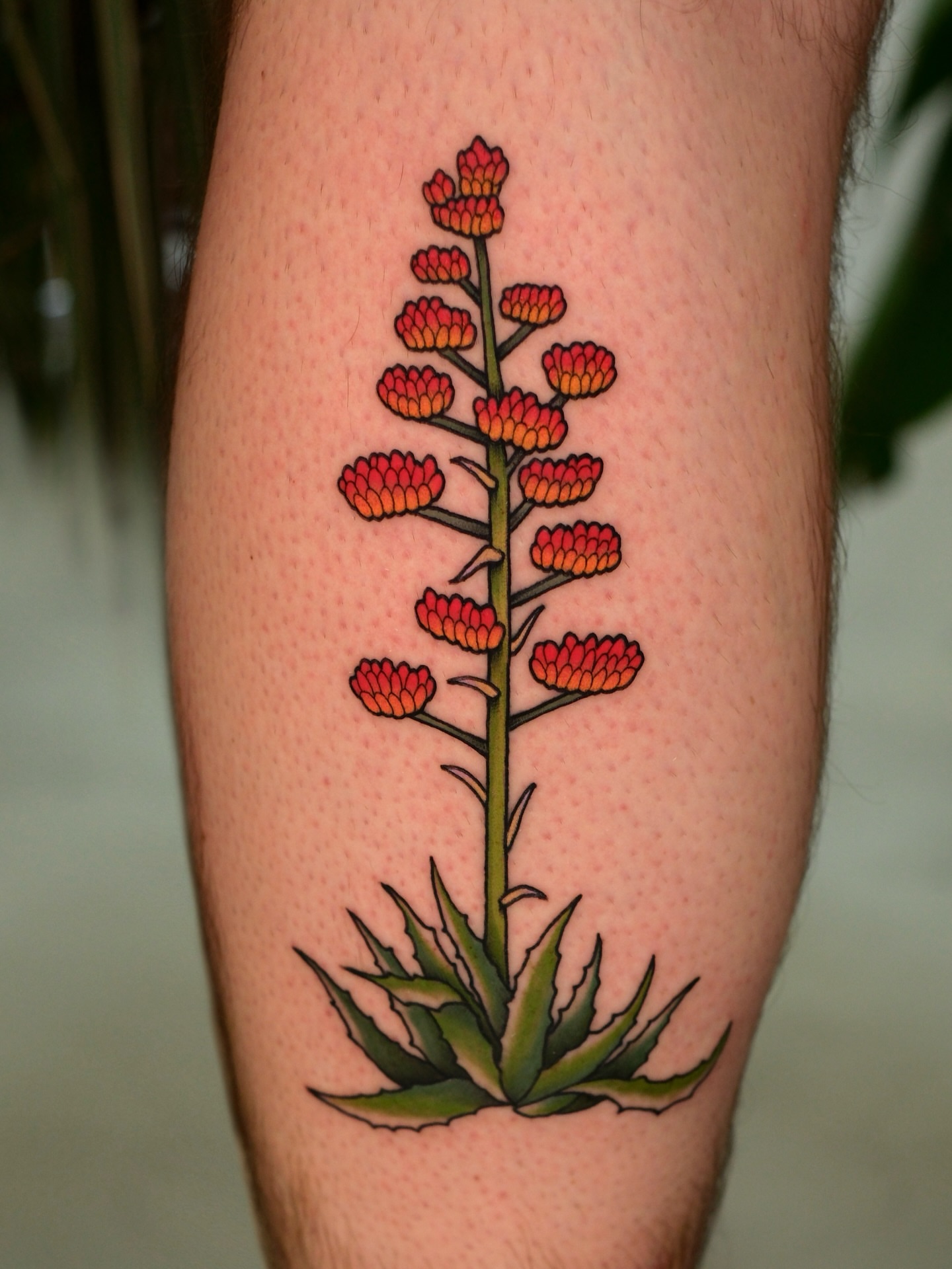 Agave plant dotwork tattoo on the forearm by Mallory Murphy, Denton, Texas