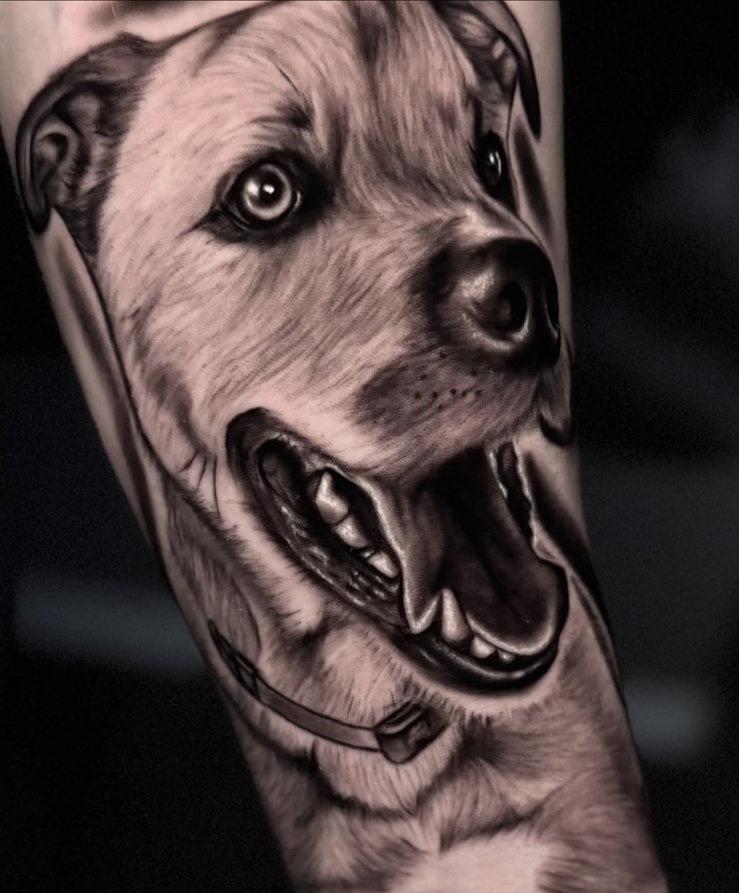 Angry pit bull realism tattoo on the forearm by 𝕭𝖑𝖆𝖐𝖊 𝕱𝖊𝖗𝖔𝖓𝖊