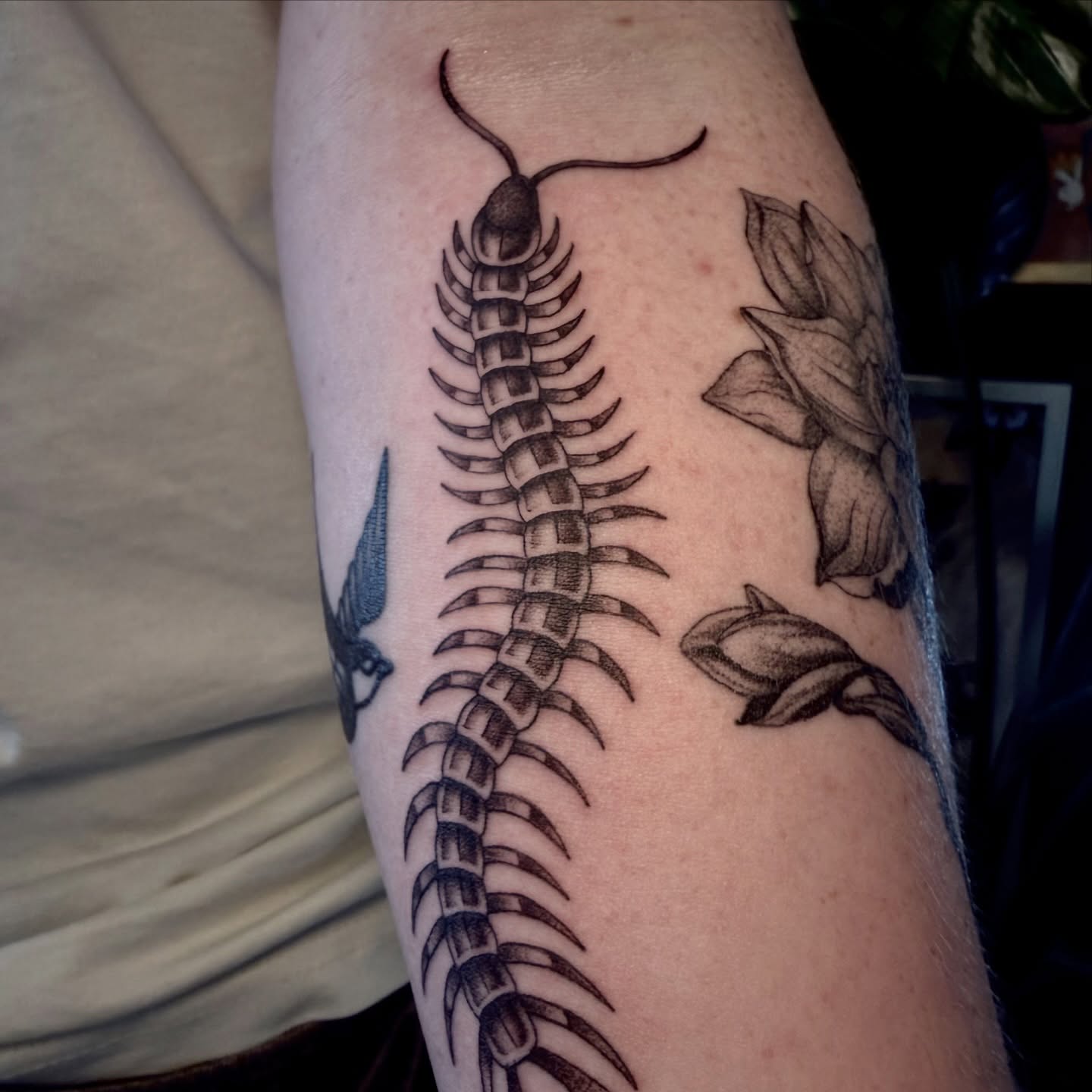 Centipede black and grey tattoo on the forearm by Ki ☆ SLC TATTOO ARTIST