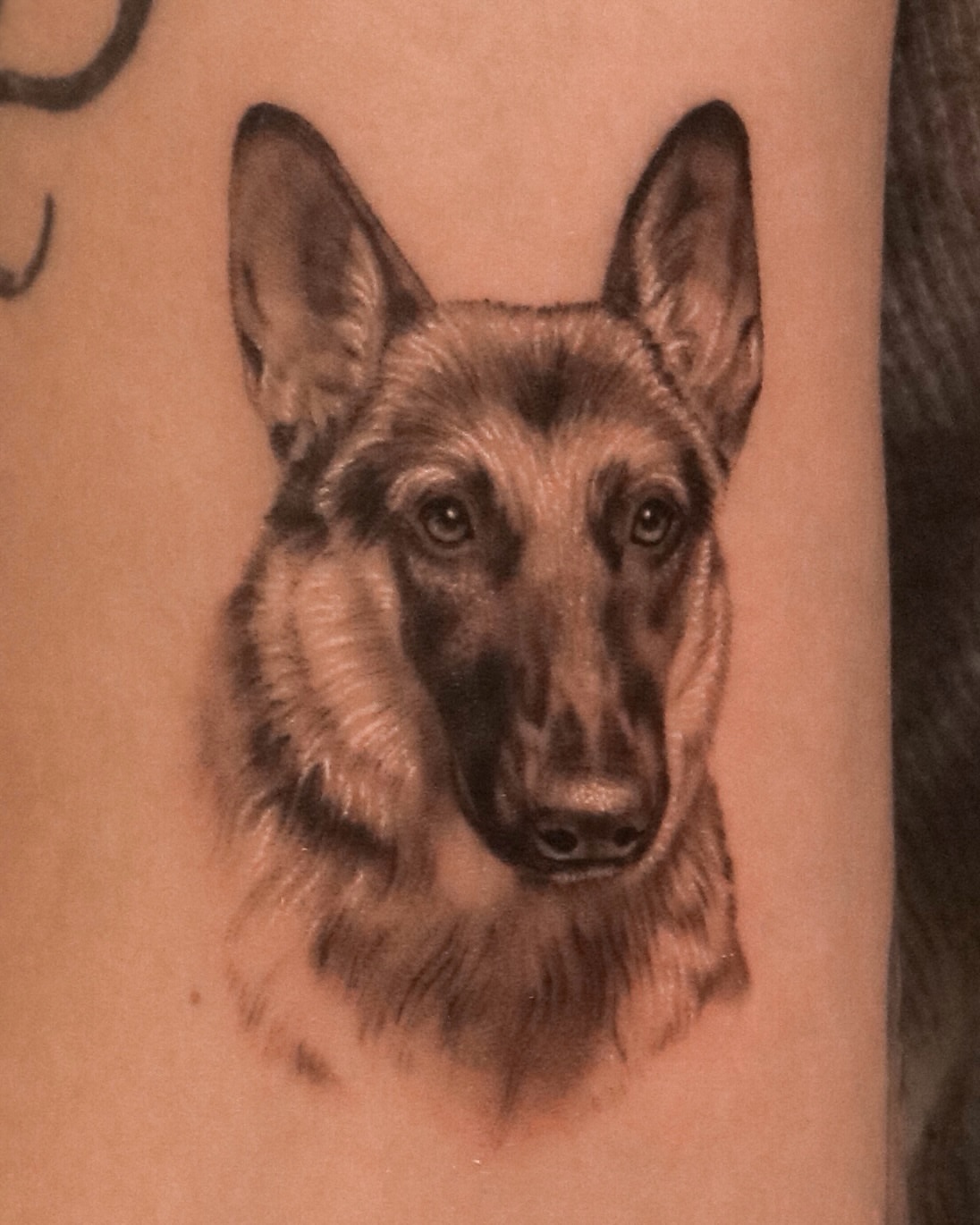 German shepherd realism tattoo on the forearm by Nicholas Solomon