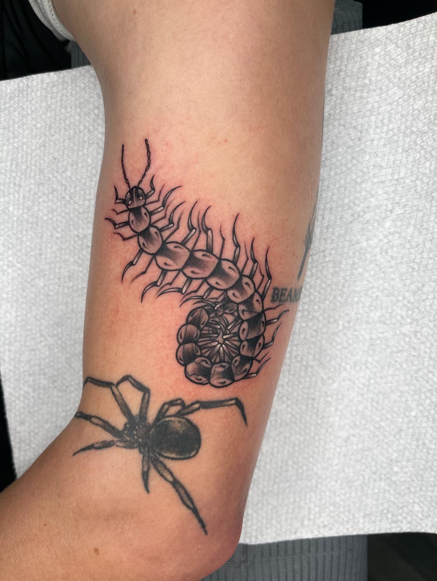 Spider and centipede black and grey tattoo on the forearm by Allison Gallagher