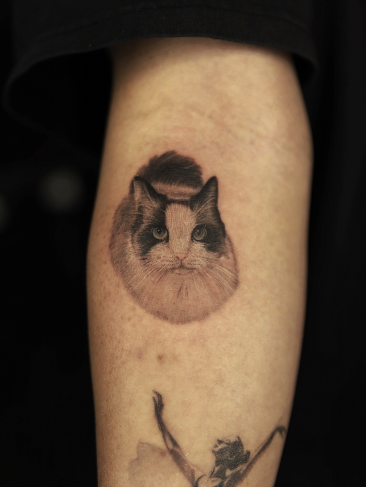 Cat realism tattoo on the forearm by Las Vegas tattoo