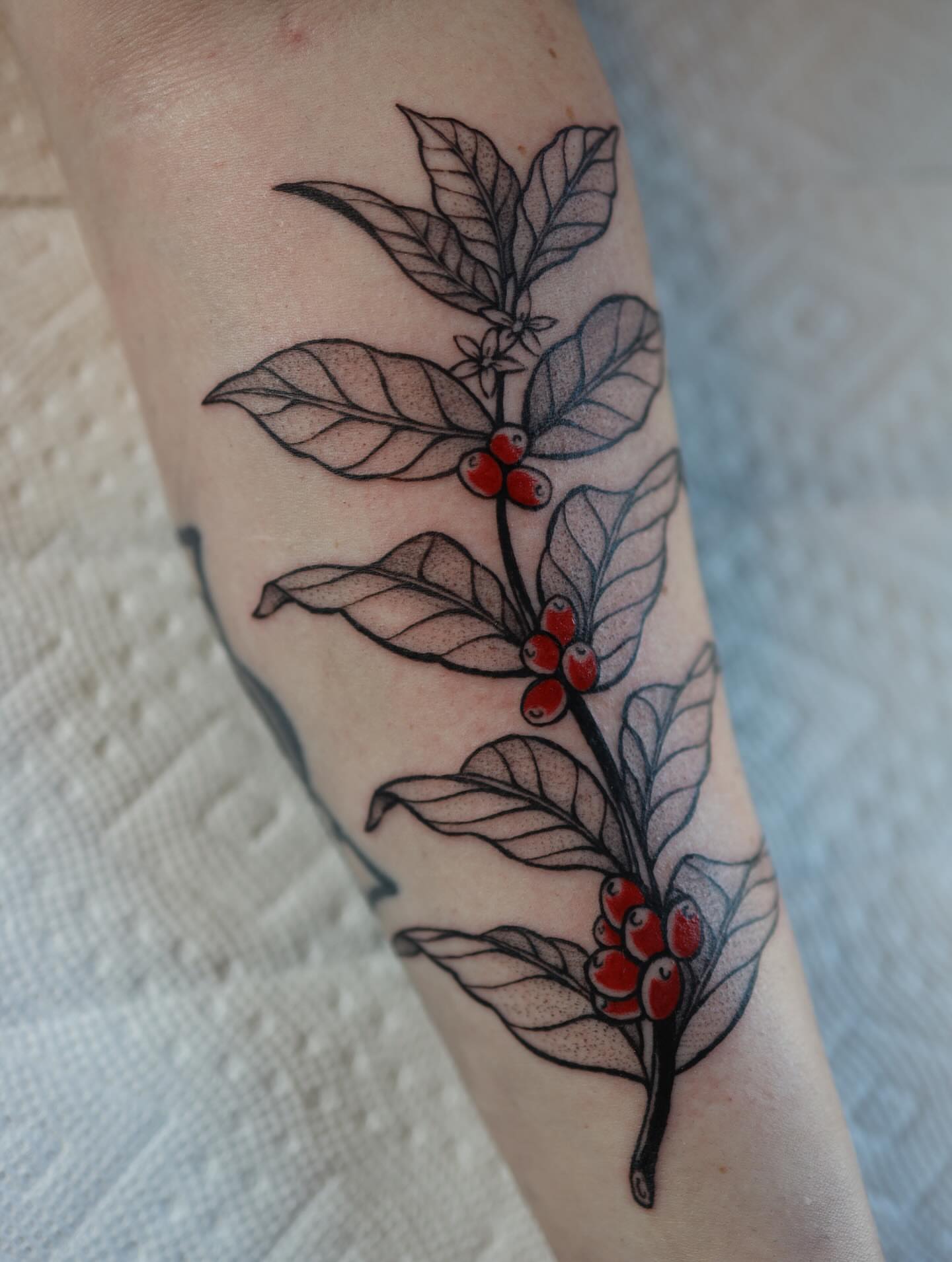 Coffee plant black and grey tattoo on the forearm by morgan purcey