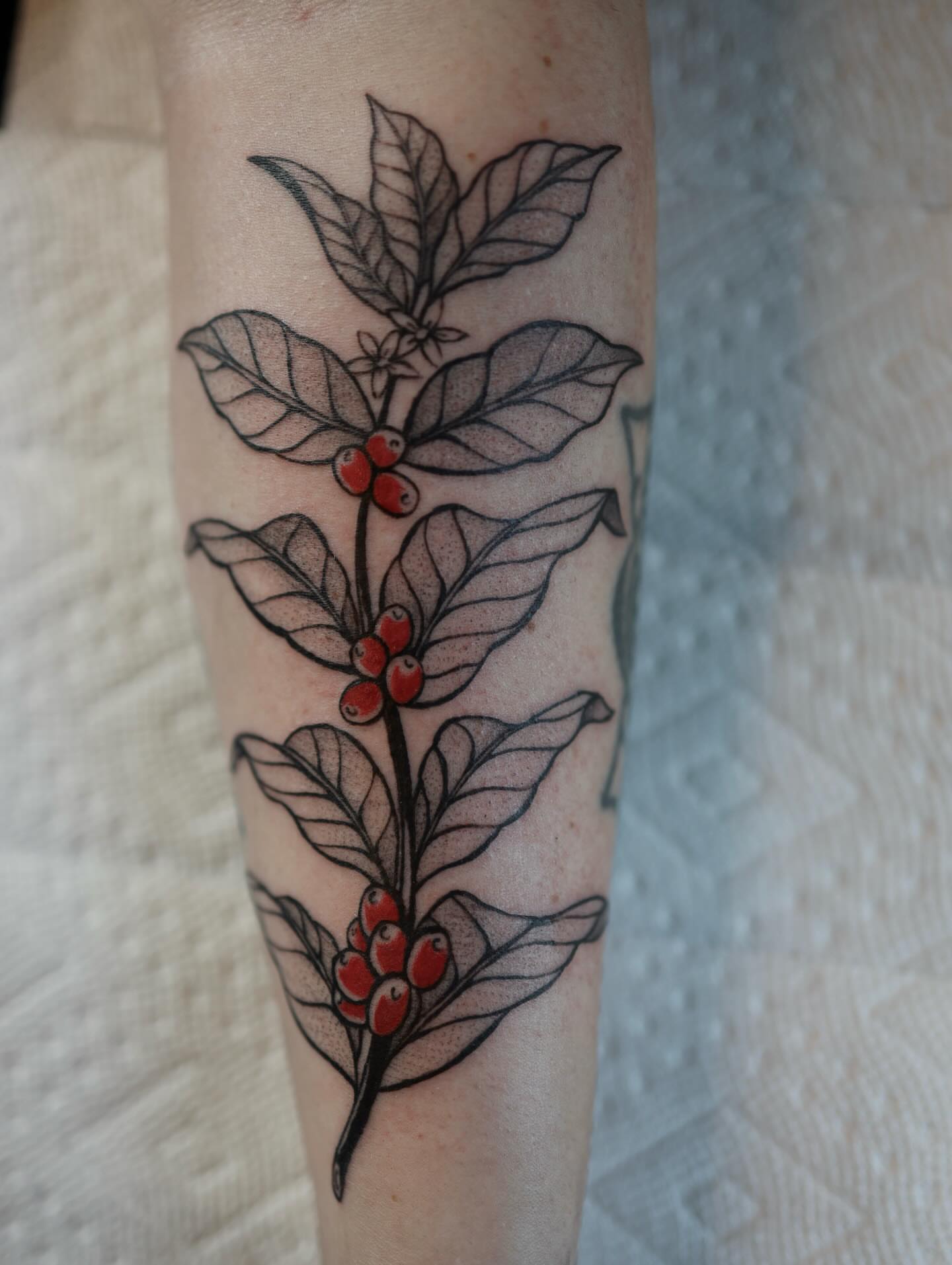 Coffee plant dotwork tattoo on the forearm by morgan purcey