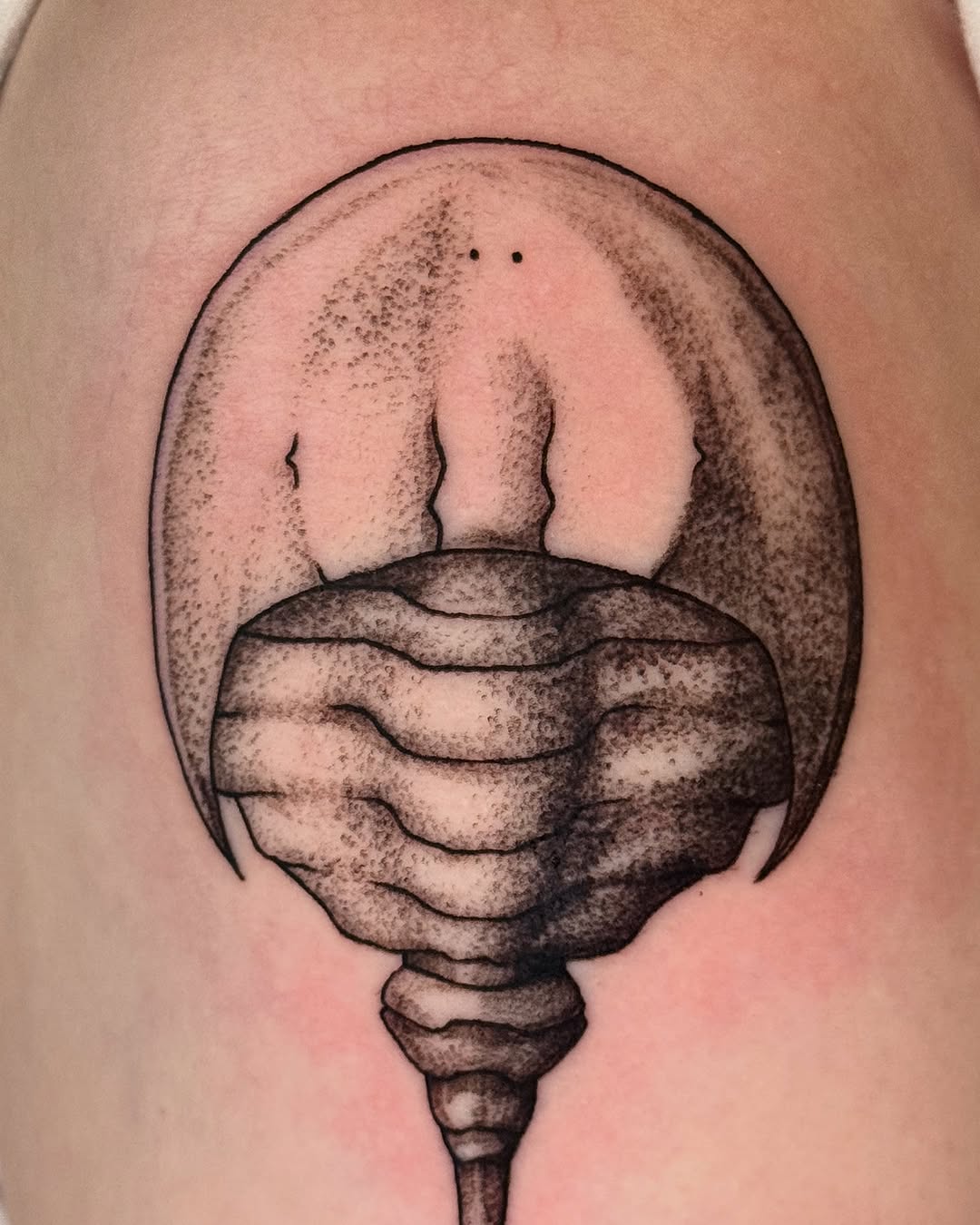 Horseshoe crab dotwork tattoo on the thigh by marlena borscheid