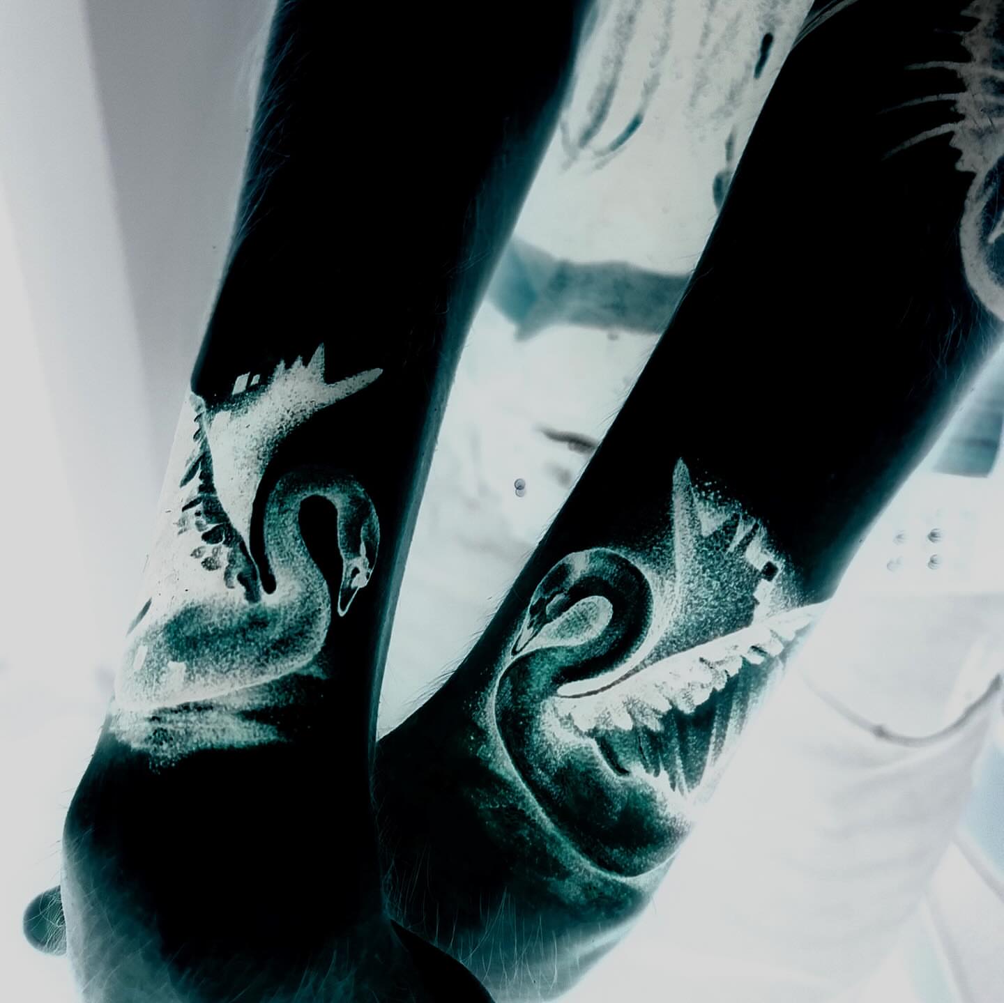 Swan black and grey tattoo on the forearm by Alle