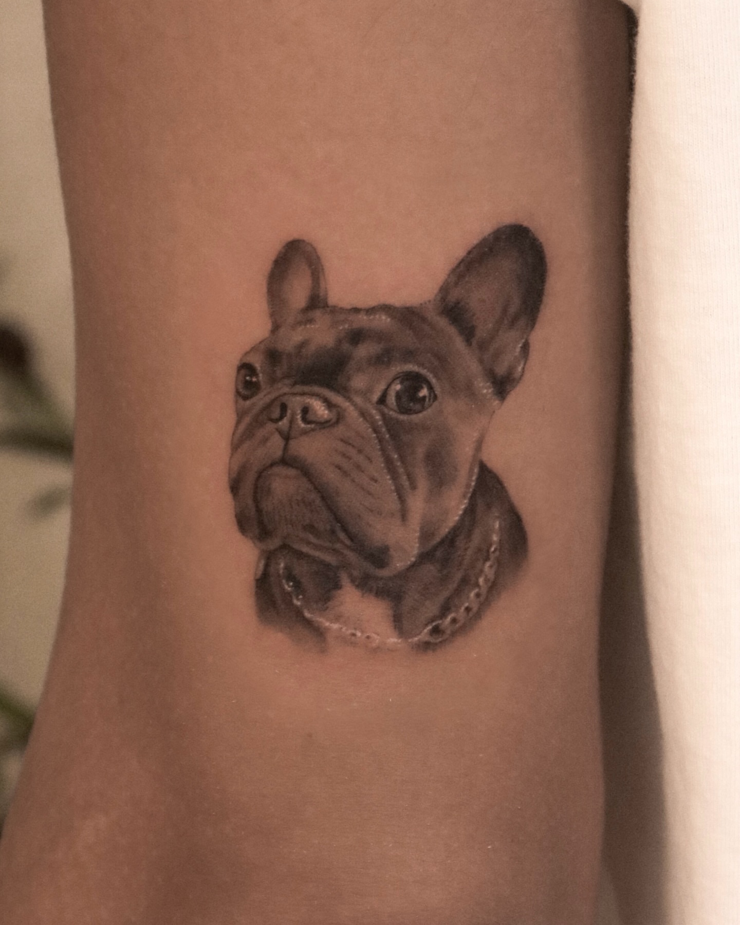 French bulldog realism tattoo on the forearm by Nicholas Solomon
