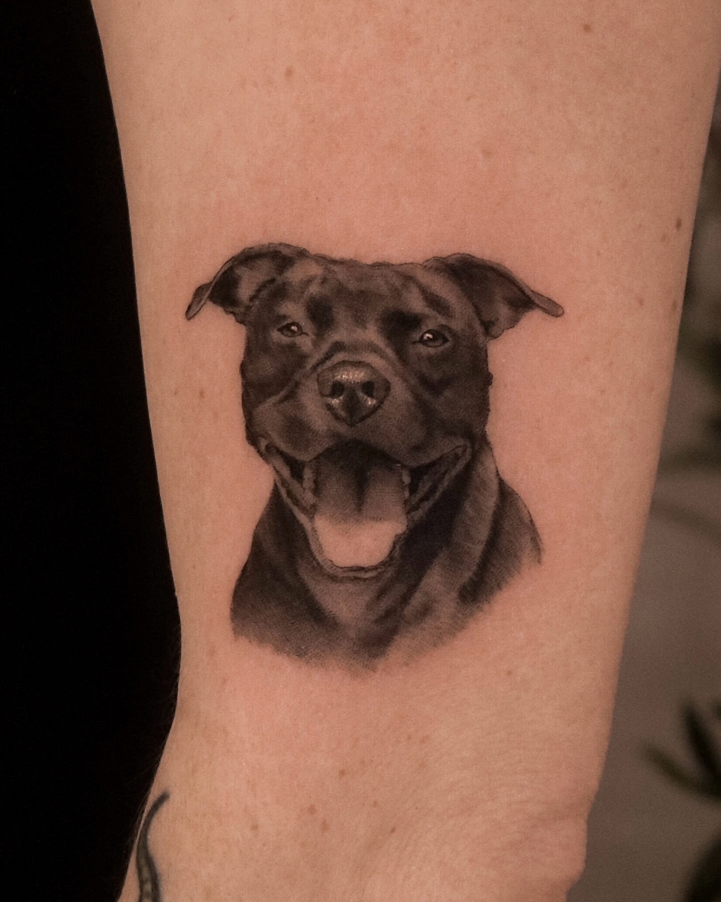 Pit bull realism tattoo on the forearm by Nicholas Solomon