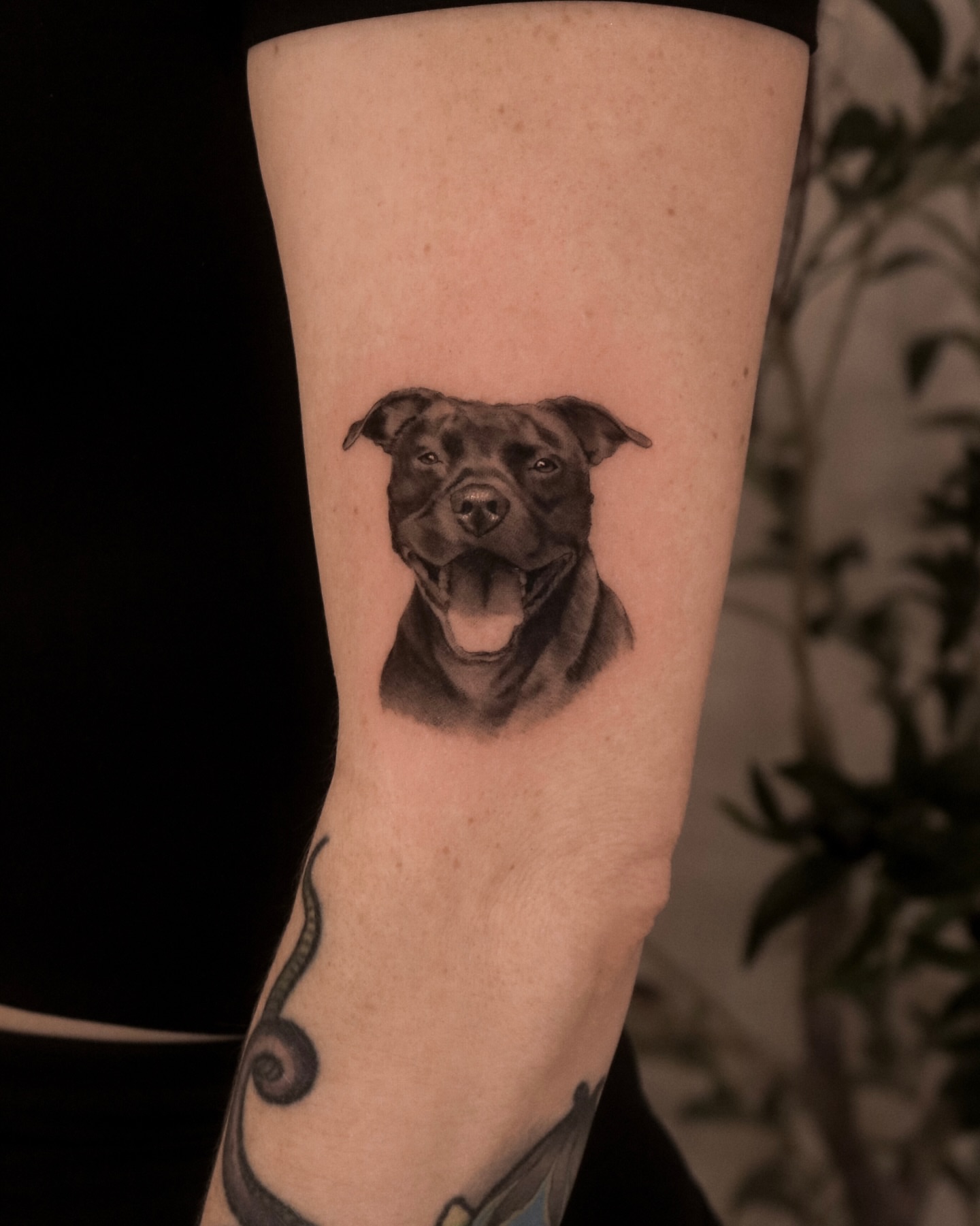 Pit bull realism tattoo on the forearm by Nicholas Solomon