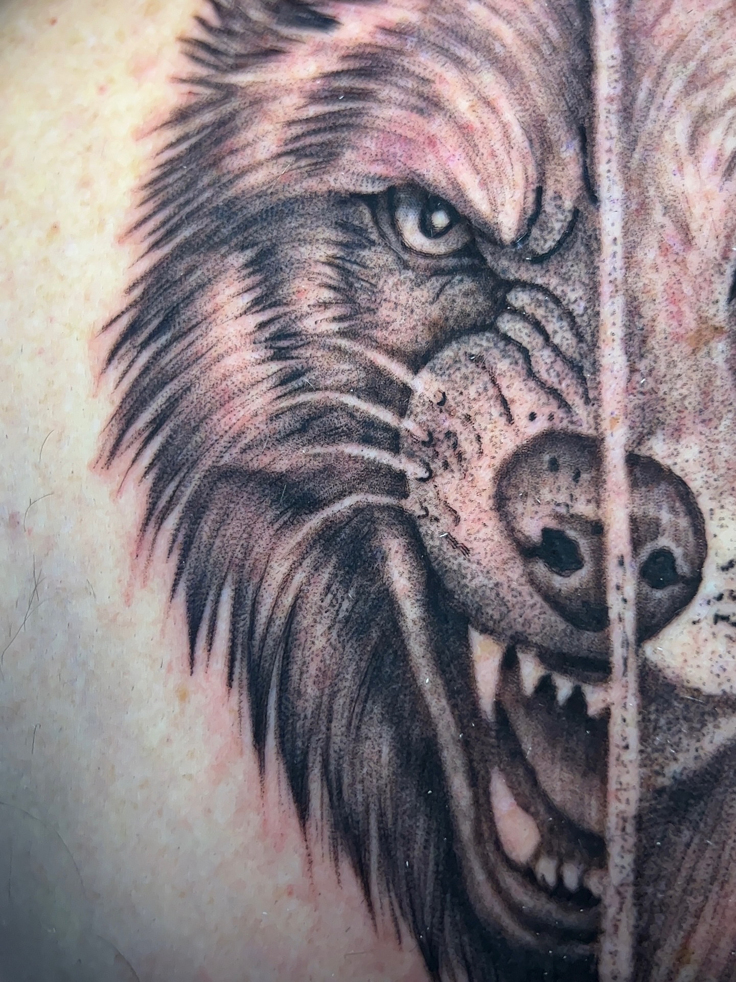 Angry wolf realism tattoo by Vanessa Kendyll’s Tattoos