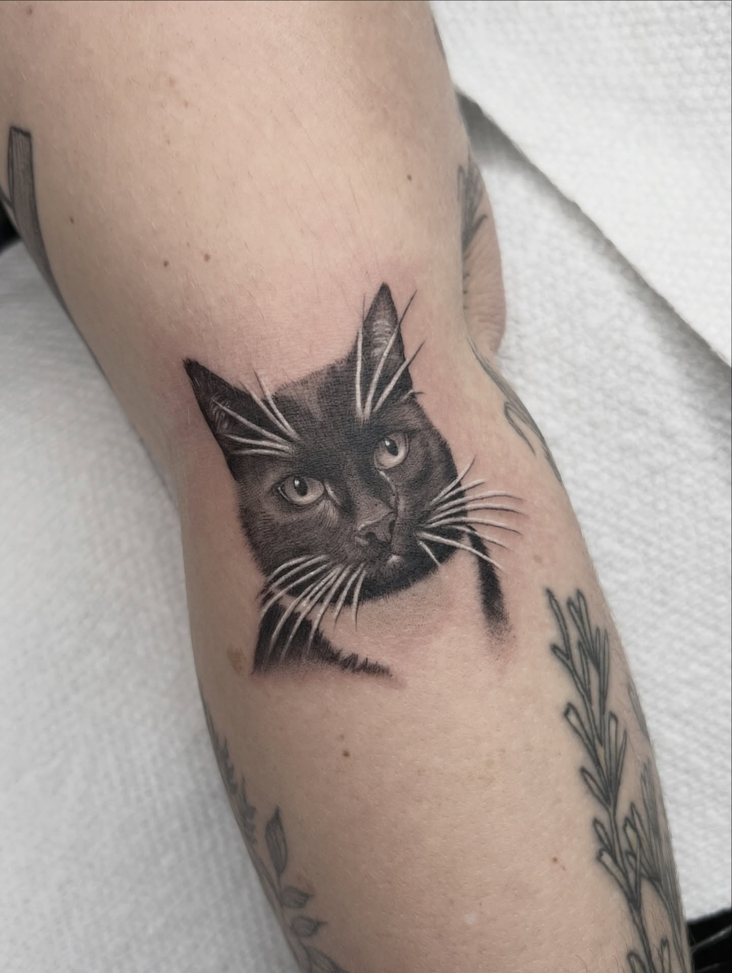 Cat realism tattoo on the forearm by ✶ H A N N A H K A y ✶