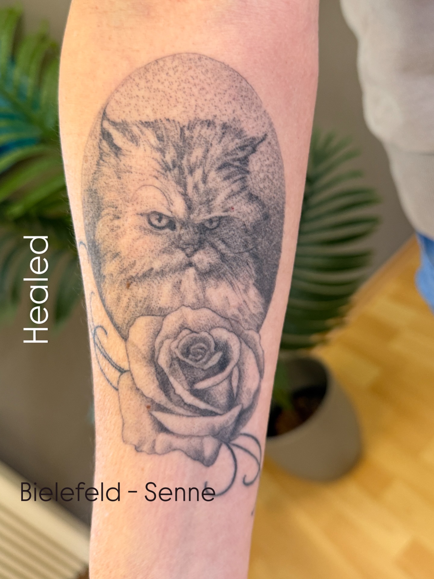 Cat and rose dotwork tattoo on the forearm by Die Ivo, Bielefeld, Germany