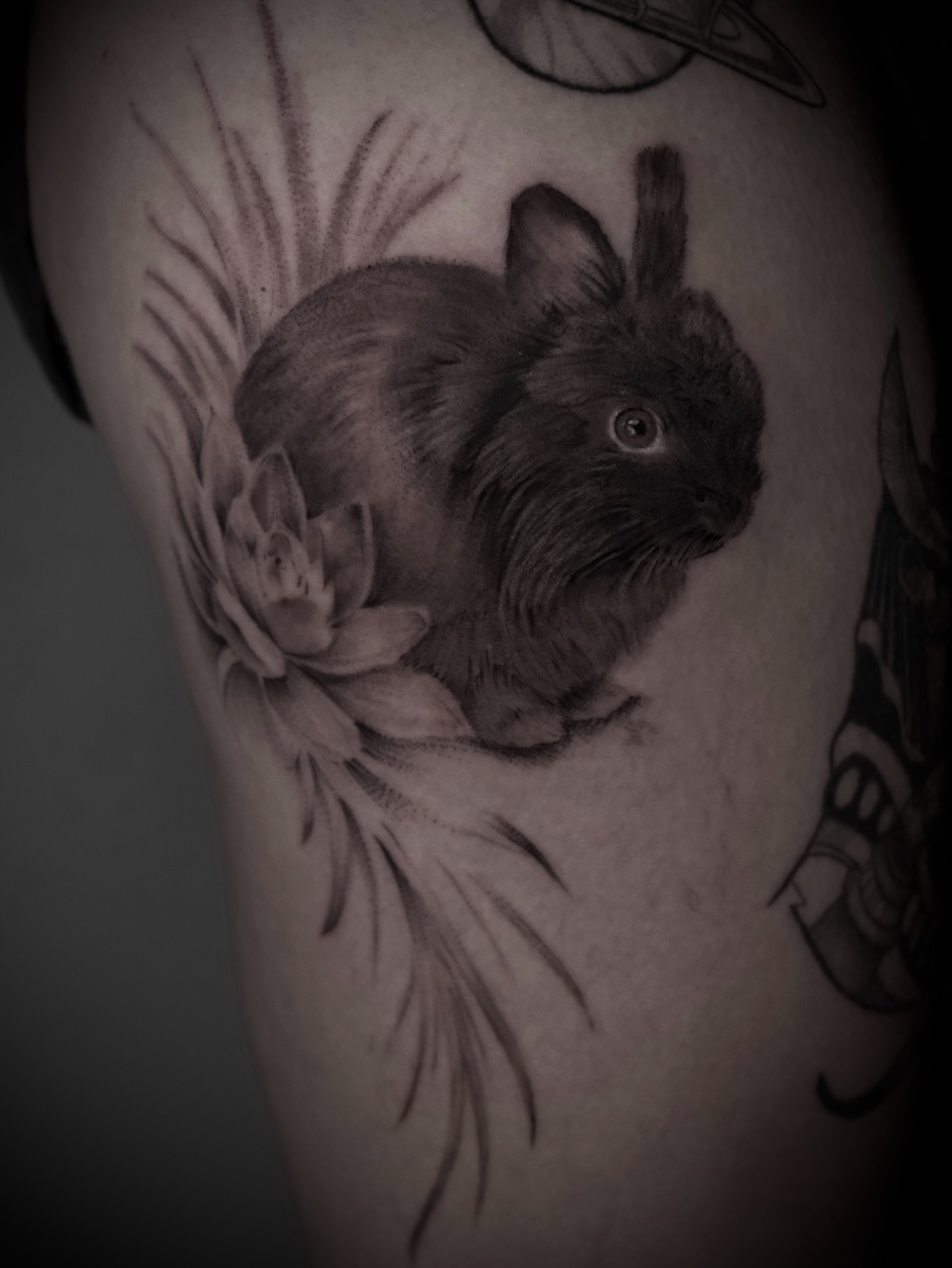 Rabbit realism tattoo on the forearm by AL 777, Denton, Texas
