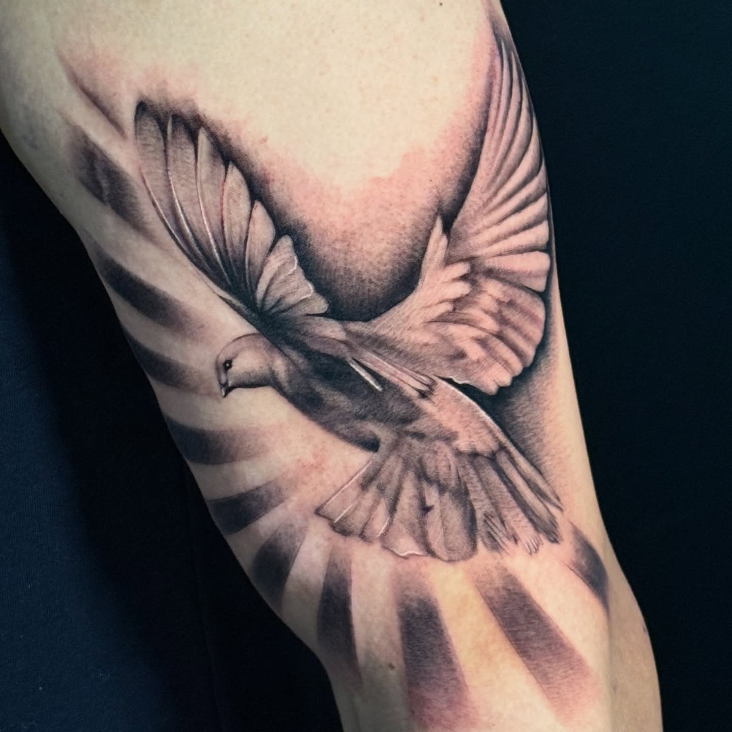 Dove realism tattoo on the forearm by HAiZiE
