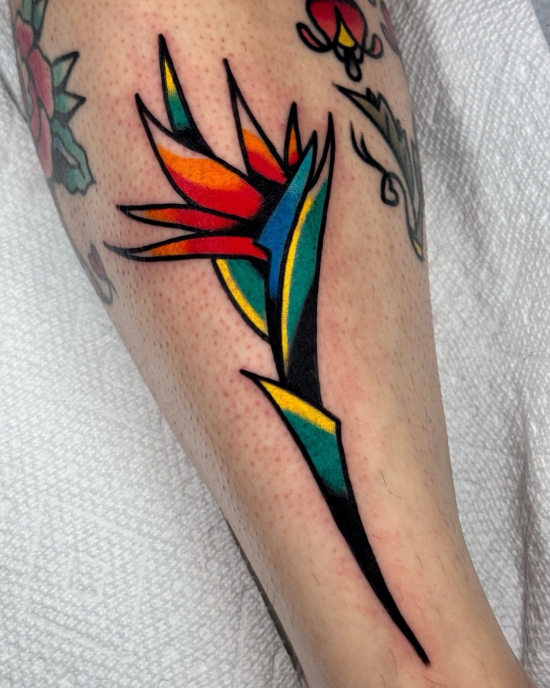 Bird of paradise American traditional tattoo on the forearm by Jess Baker