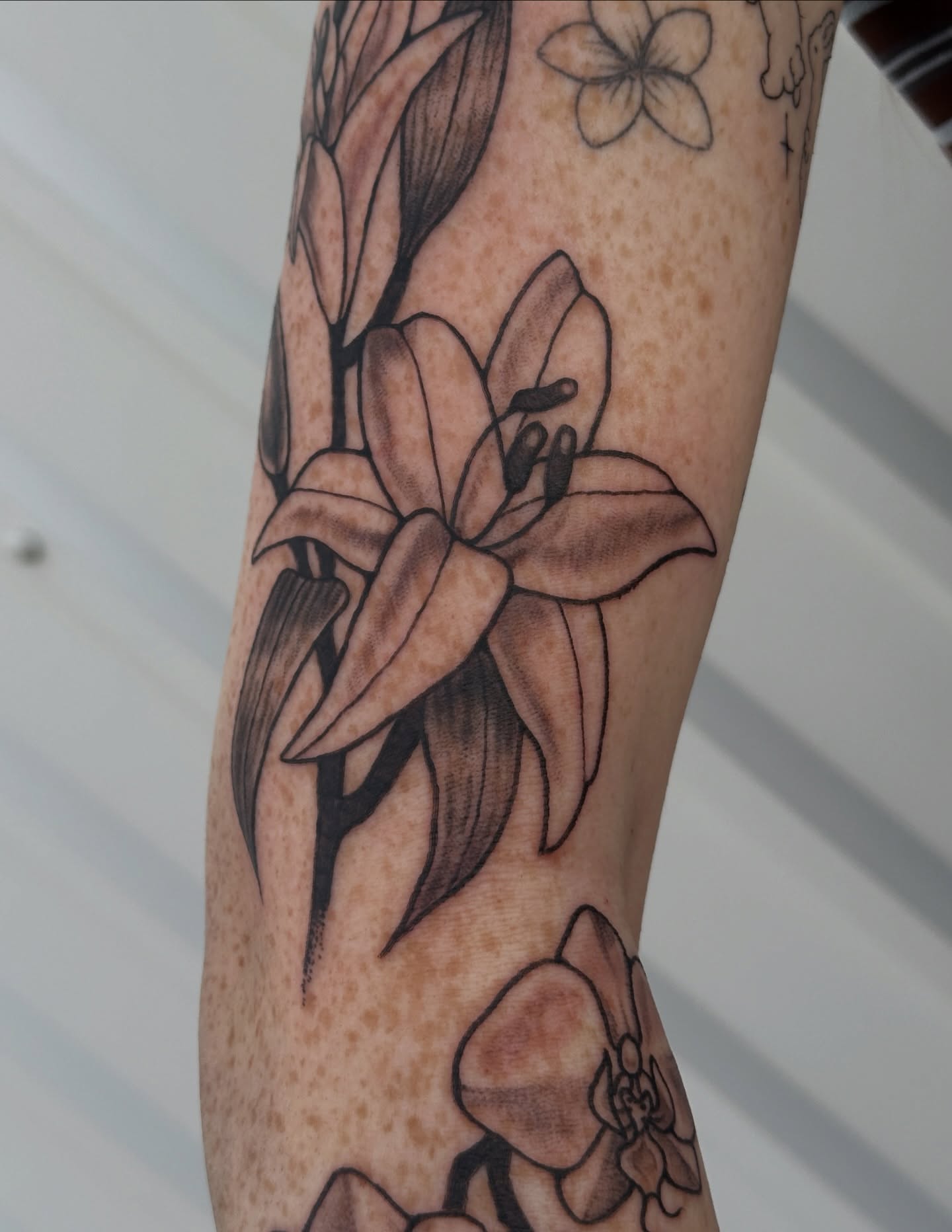Lily black and grey tattoo on the forearm by julian solis, Houston, Texas