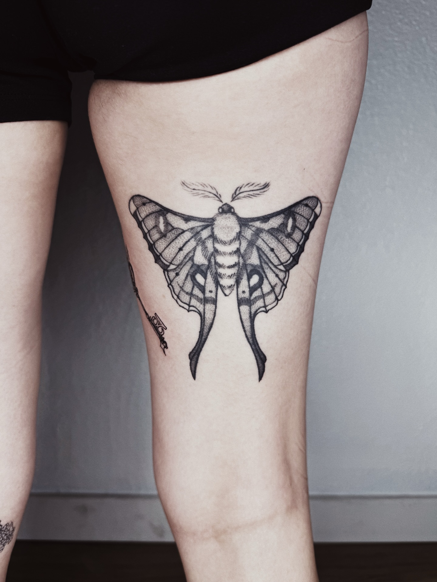 Moth black and grey tattoo on the thigh by πΉπ°π½πππ΄π½ πΆπ»π΄π½π½, North Logan, Utah