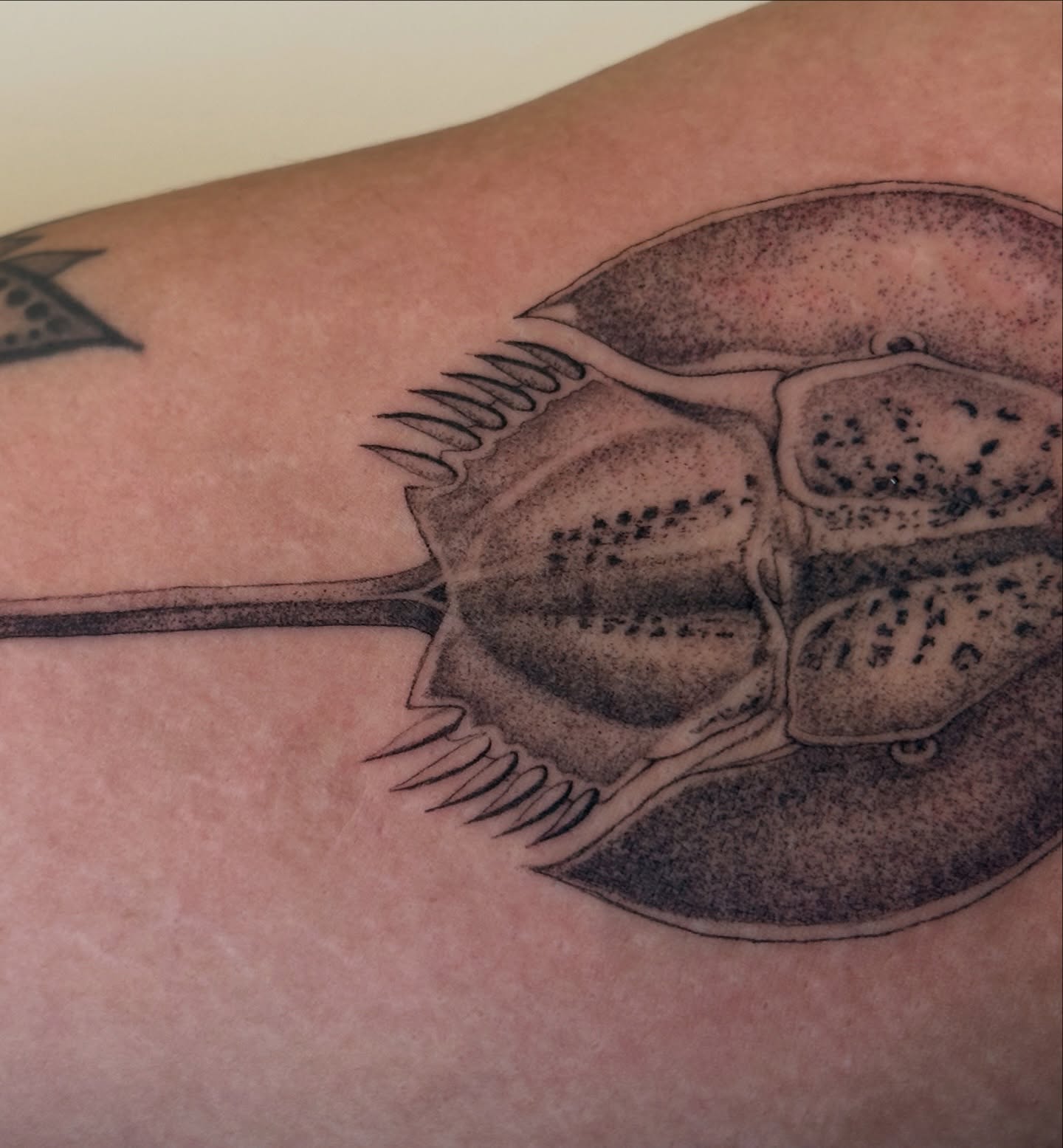 Horseshoe crab black and grey tattoo on the upper arm by sechi